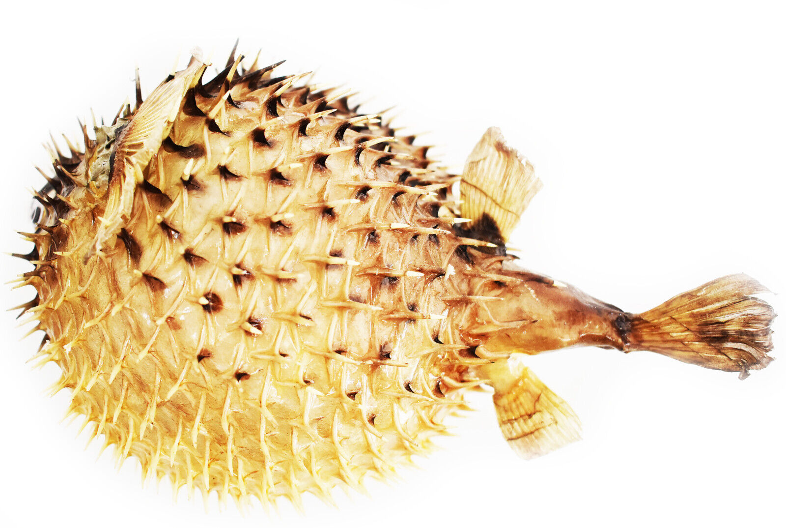 Real Large Dried Porcupine Fish (7-10\