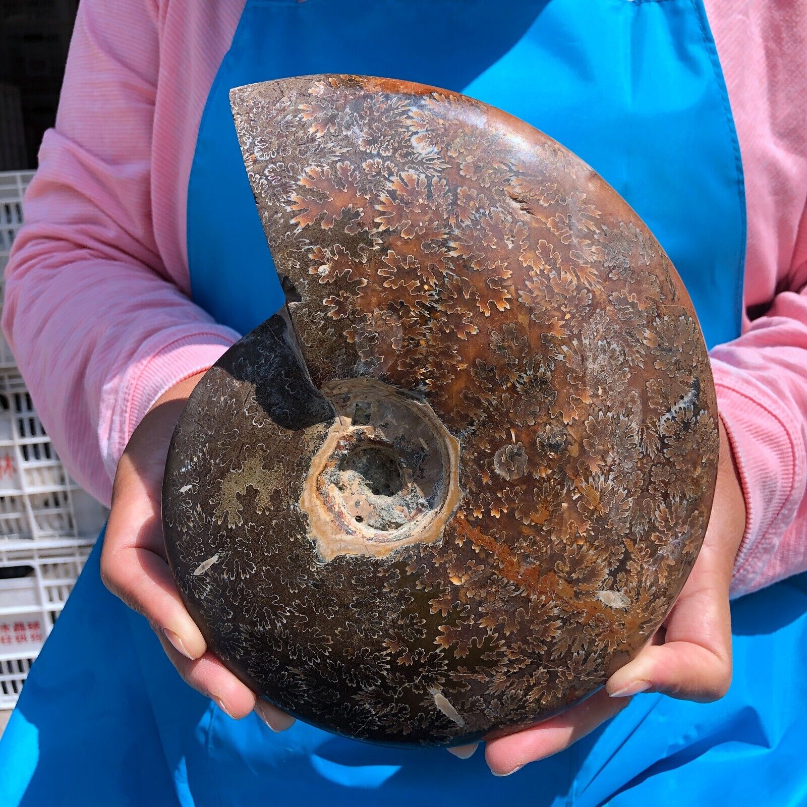 3.6LB Natural Whole Ammonite Fossilized Crystal Mineral Specimen Reiki Healing