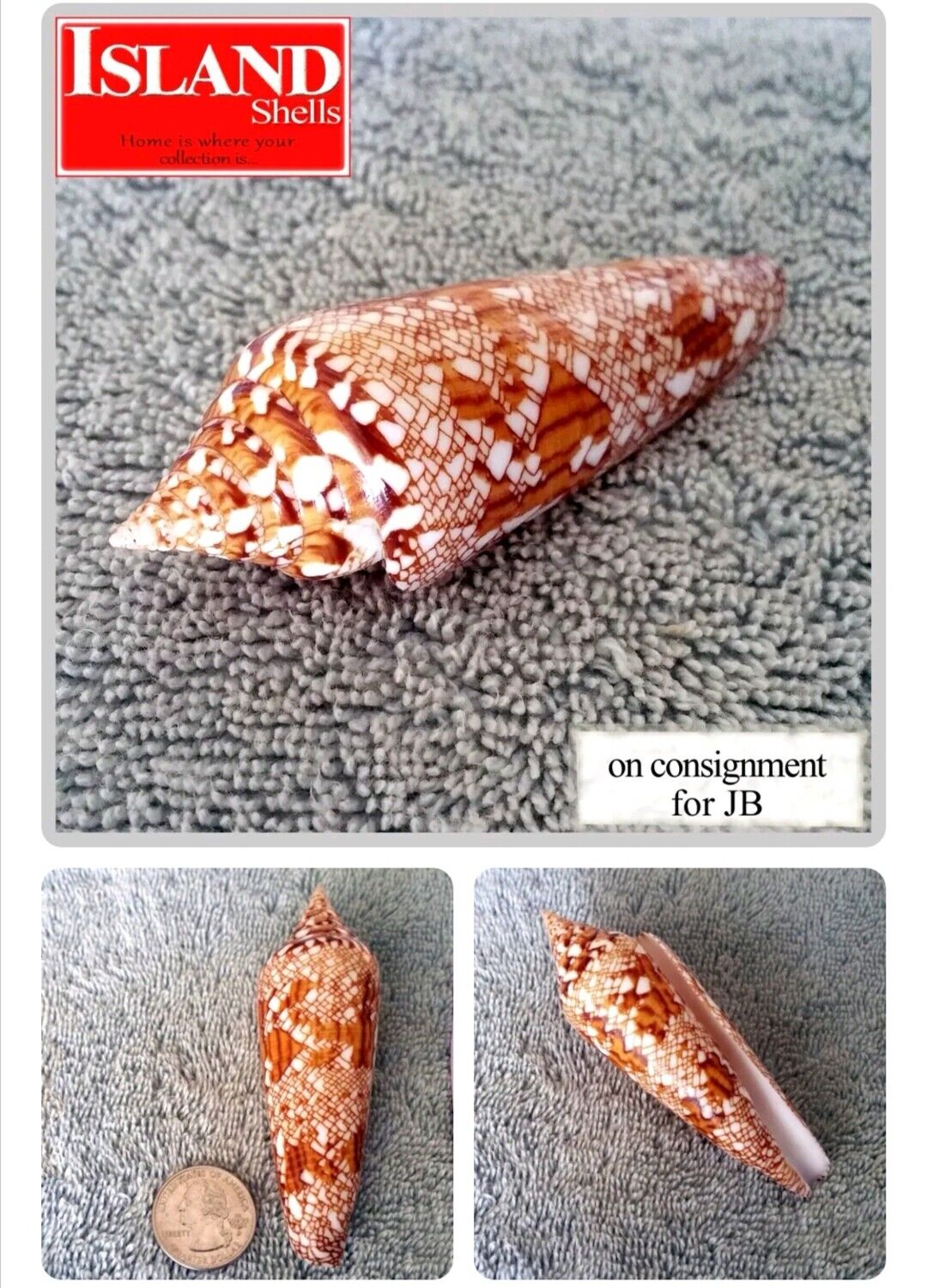 ULTRA Conus bengalensis #21 93.5mm RARE GEM BEAUTY from Thailand