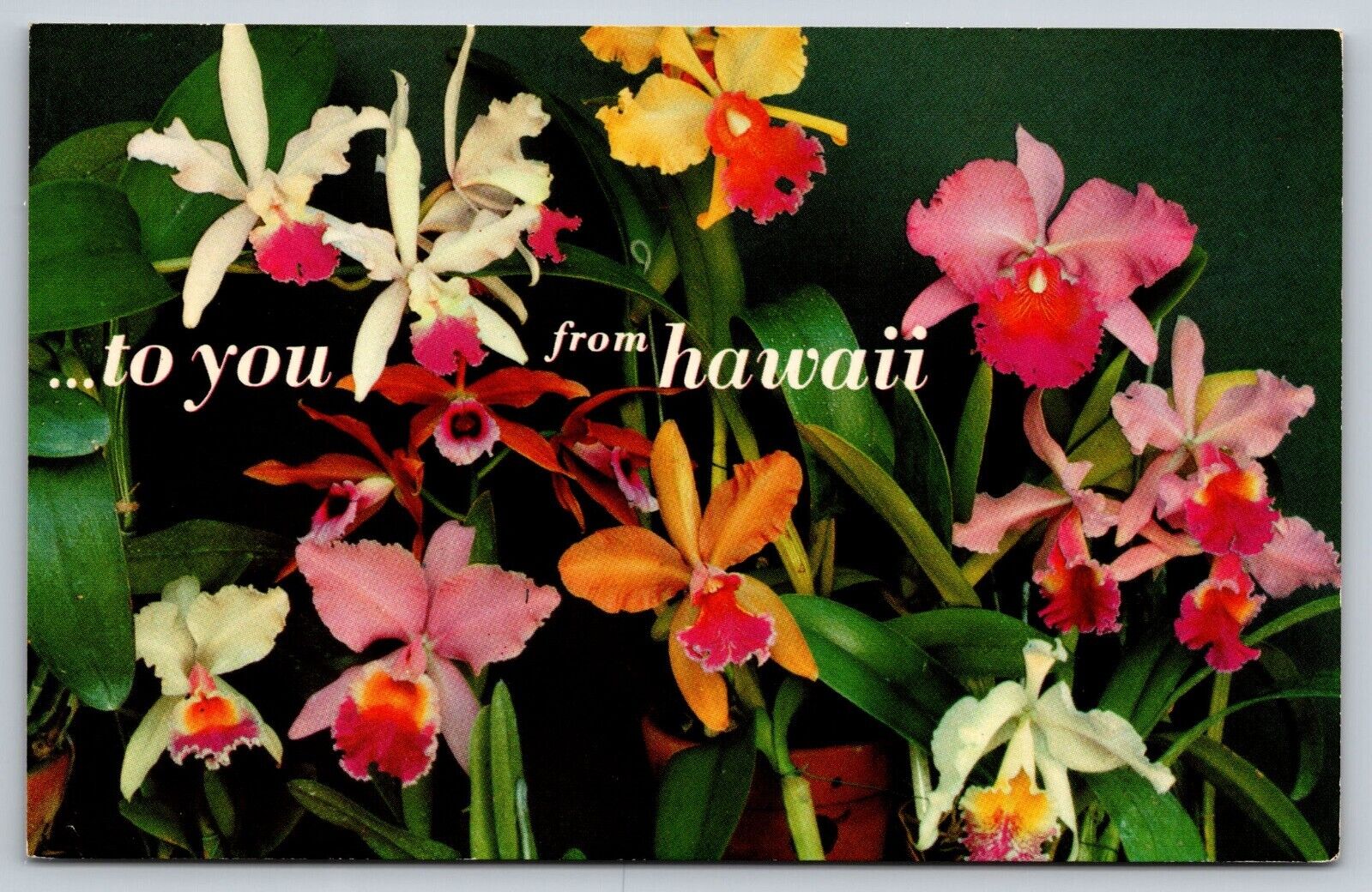 Postcard Hawaii Orchids to you from Hawaii 10Q