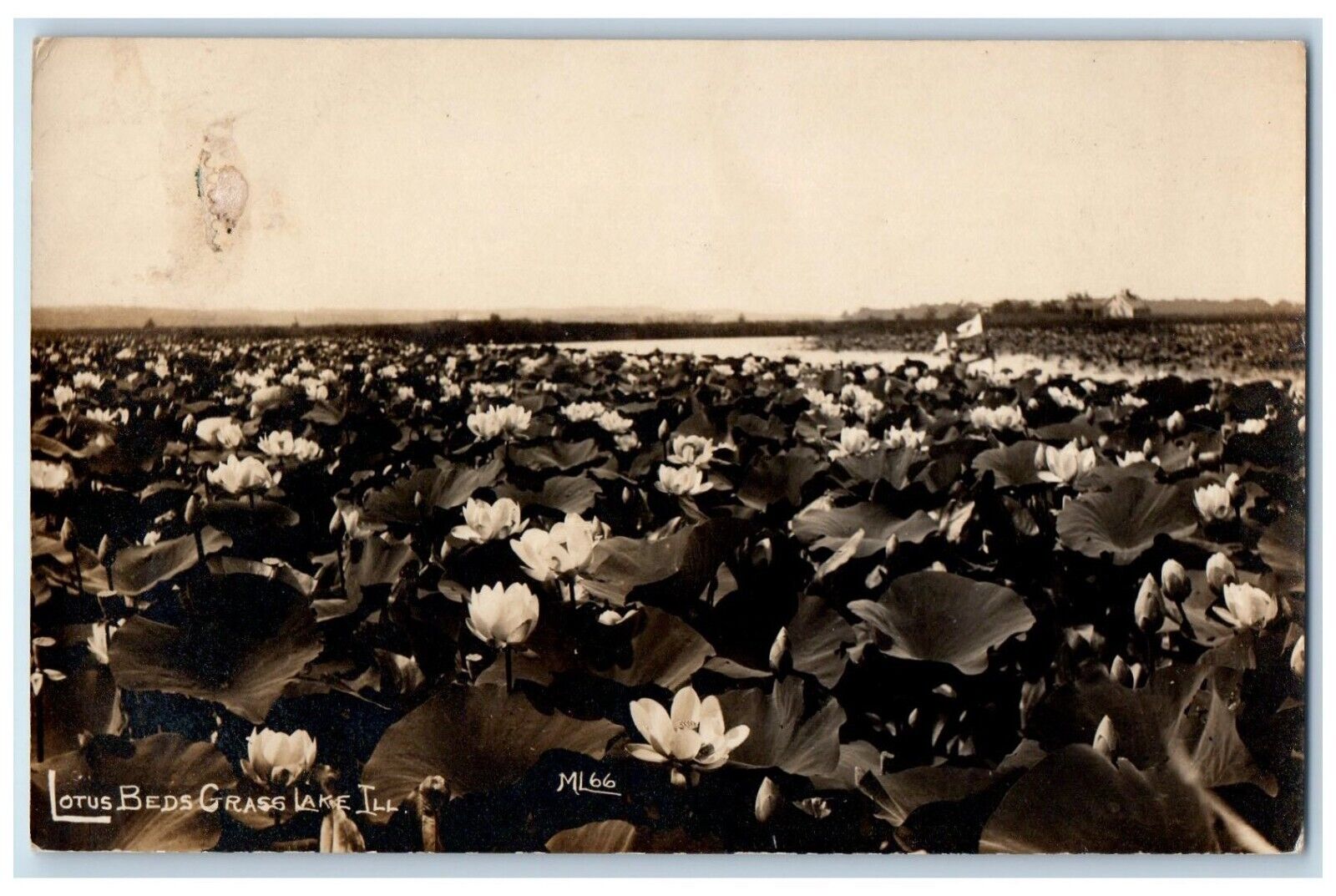 c1910\'s Lotus Beds Grass Lake Libertyville Illinois IL RPPC Photo Postcard