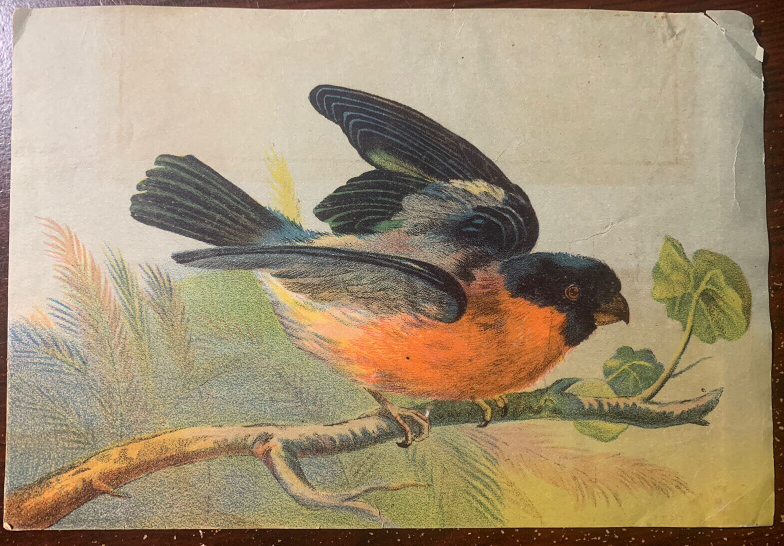 Lithograph Picture Red Robin Taking Flight Antique Vintage