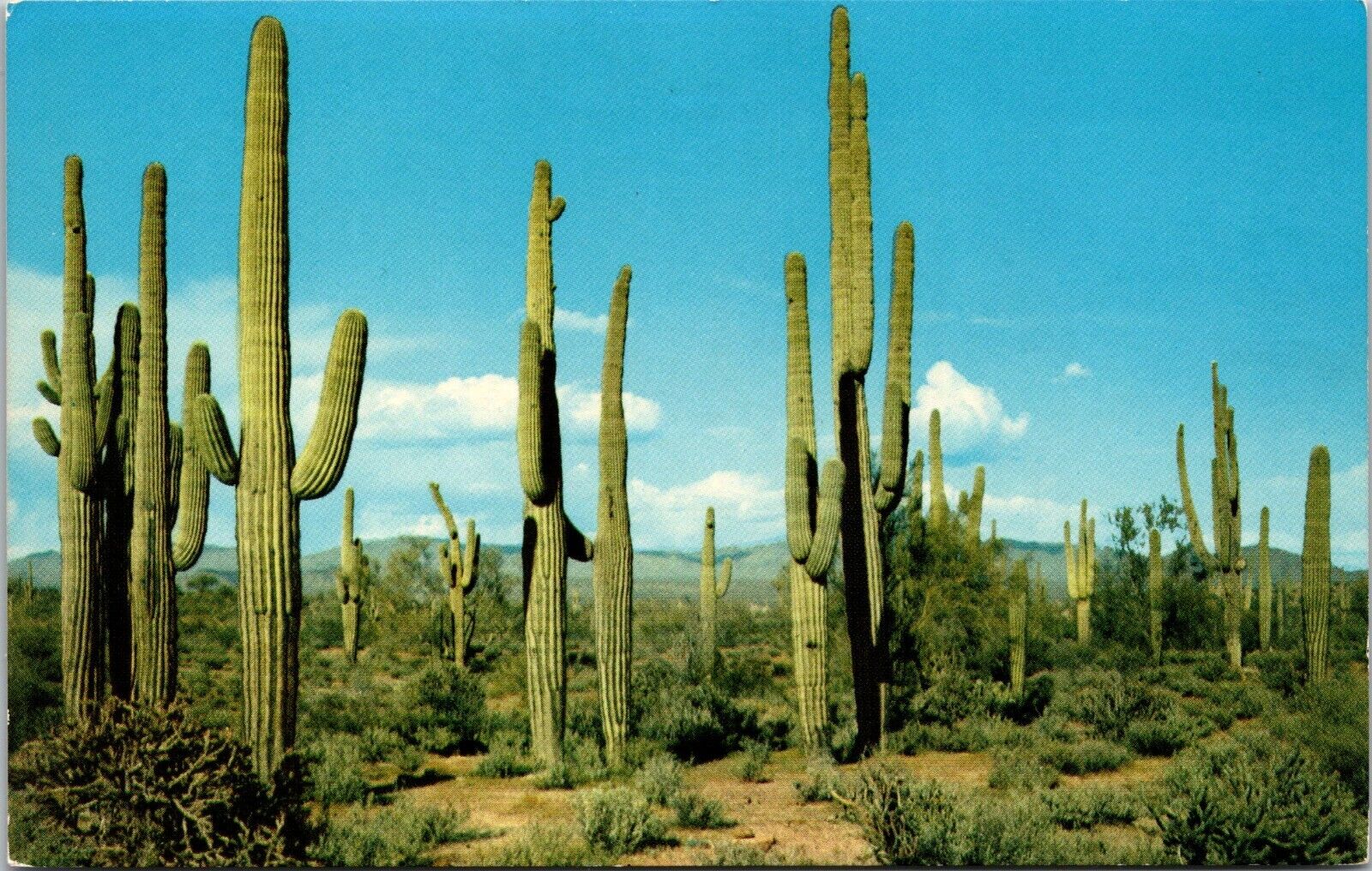 Postcard  Found Only in Southern Arizona the Saguaro or Giant Cactus [bv]