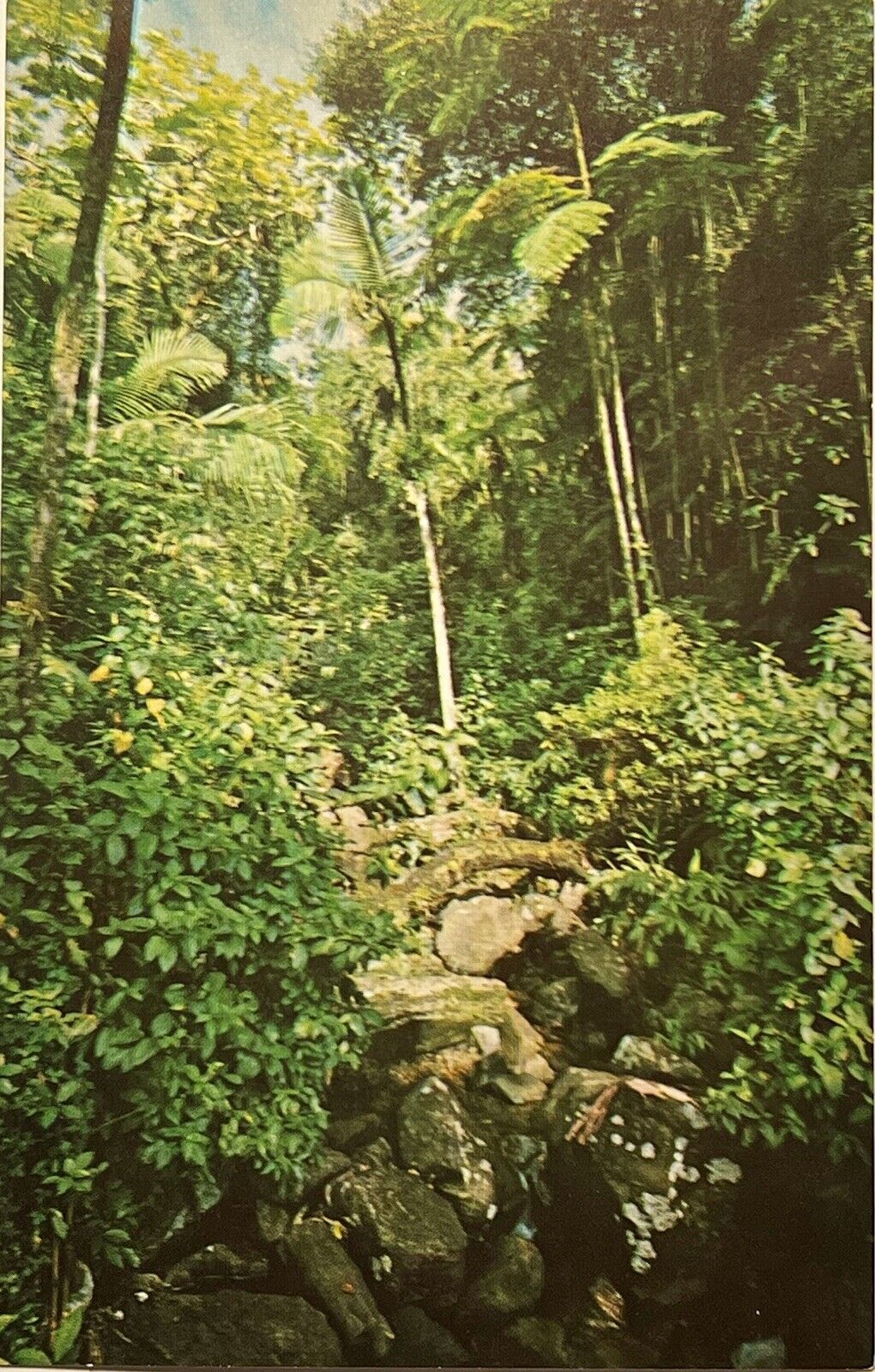 El Yun-Que Rain Forest Puerto Rico PR Postcard Vintage Maricao Forest