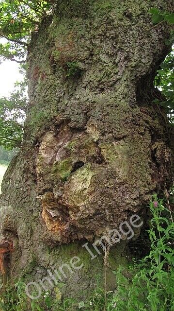 Photo 6x4 A Hope Dale oak Lower Dinchope A large and venerable oak tree b c2010