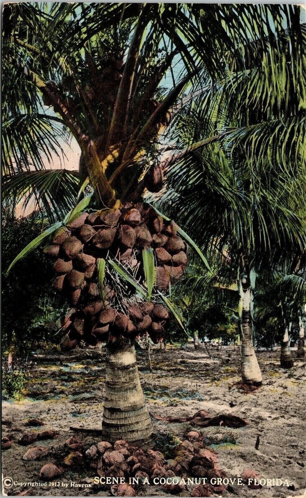 Florida Coconut Grove Tropical Plantlife Scenic Foliage DB Postcard
