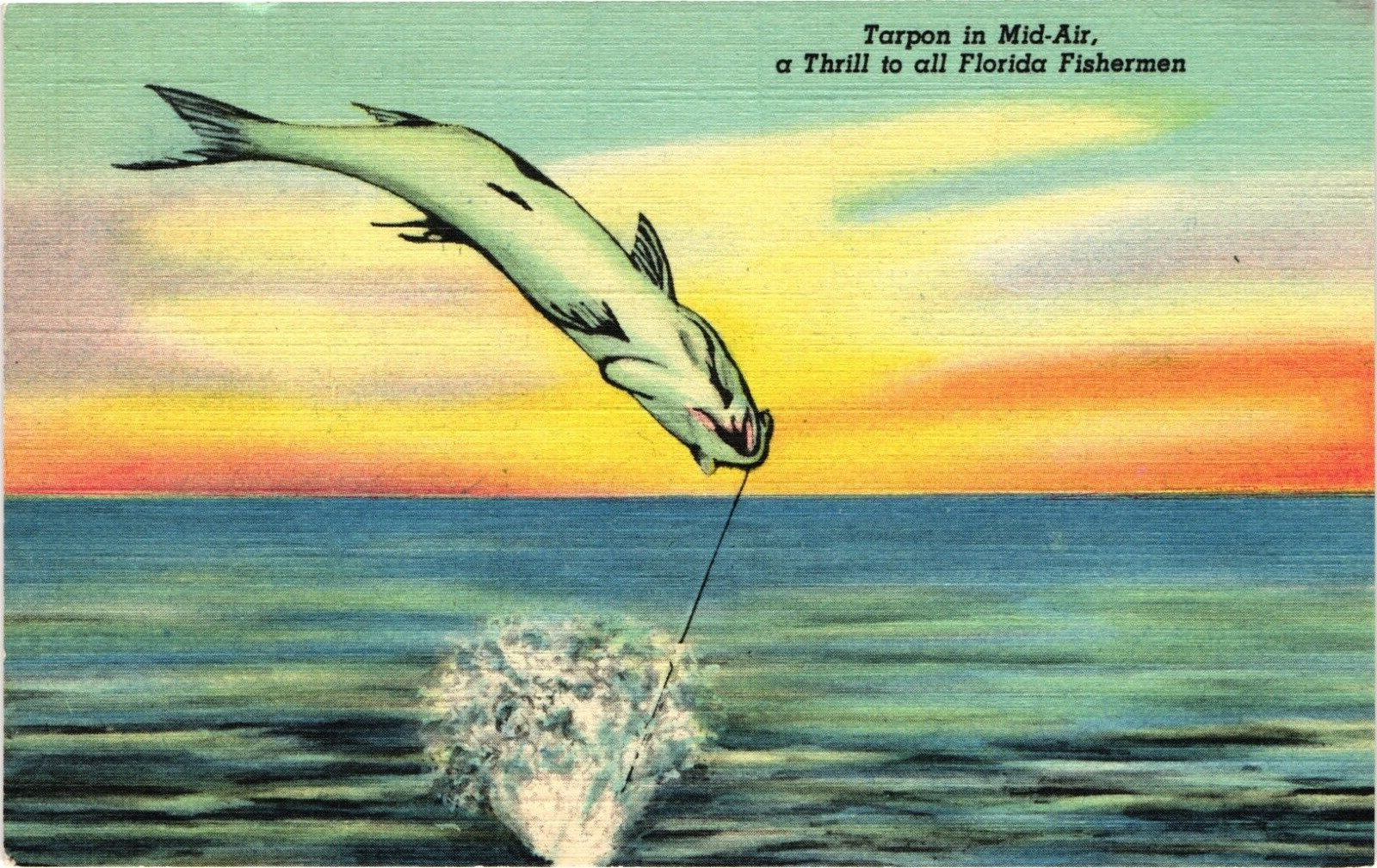 Tarpon in Mid-Air a Thrill to All FLORIDA Fishermen Postcard