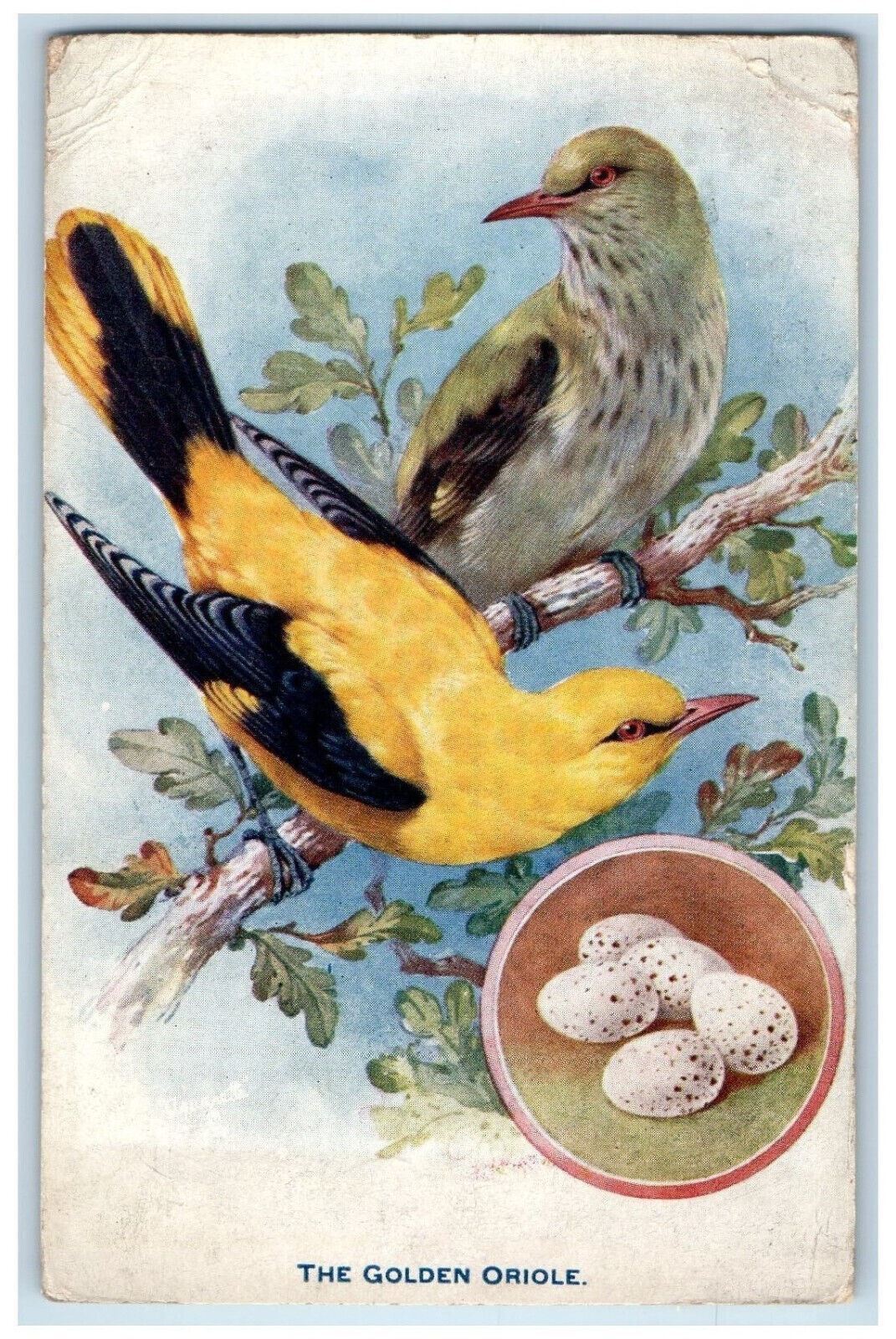 1907 The Golden Oriole Eggs British Birds Aquarette Tuck Art Postcard
