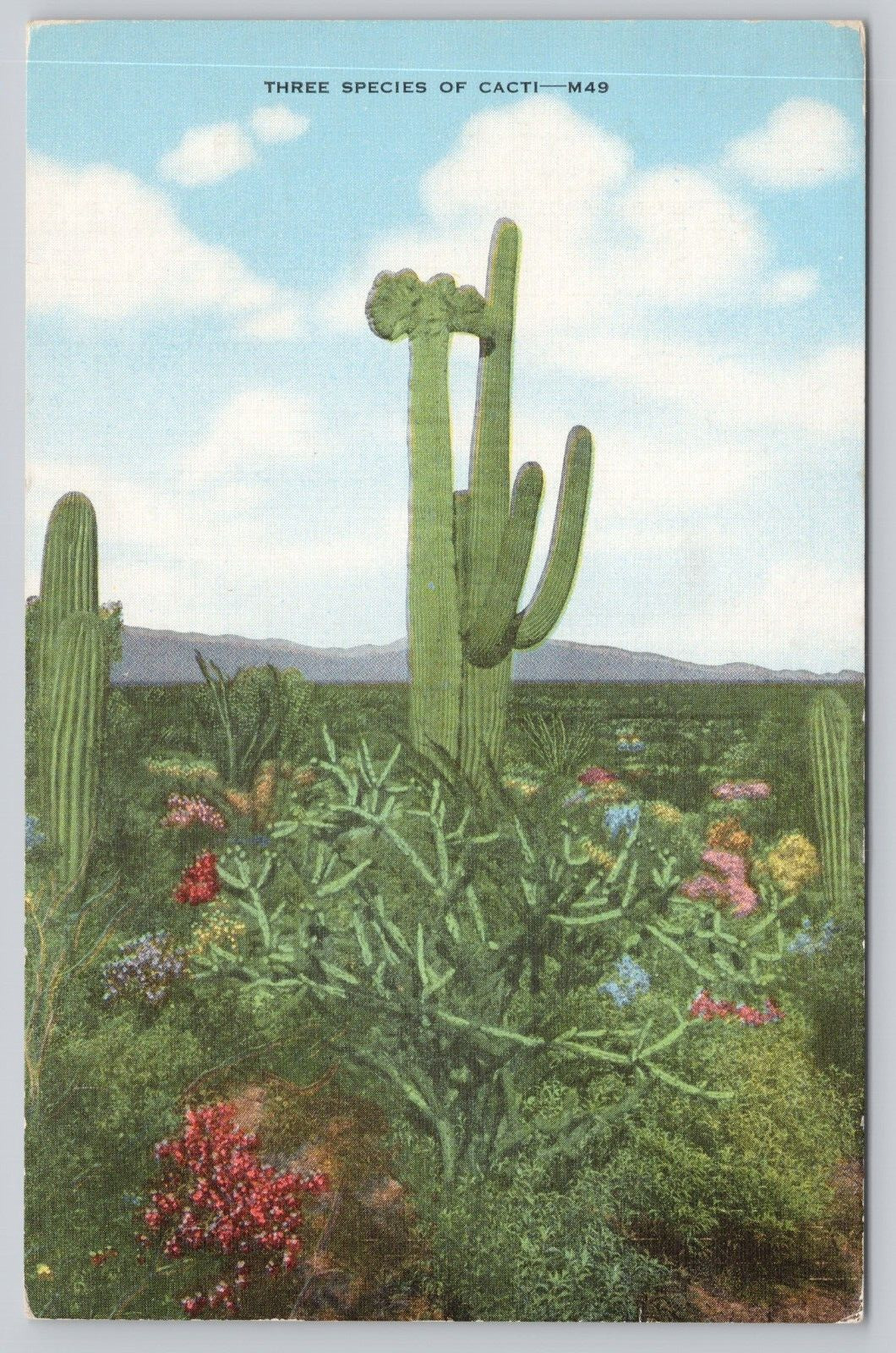 Postcard Three Species of Cacti Linen