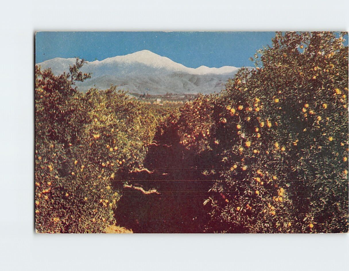Postcard Orange Grove & Snowcapped Mountain Near Redlands California USA