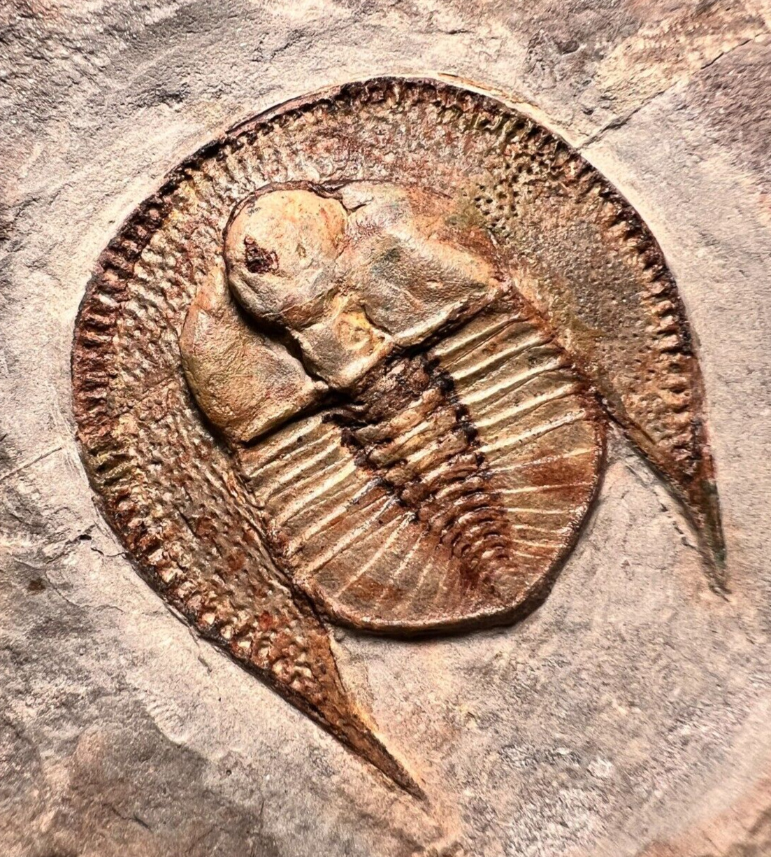 Trilobite Declivolithus titan Trilobiten Fossil - Morocco