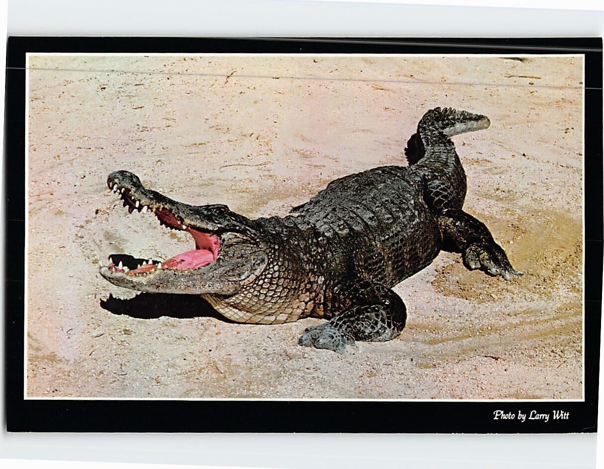 Postcard The alligator