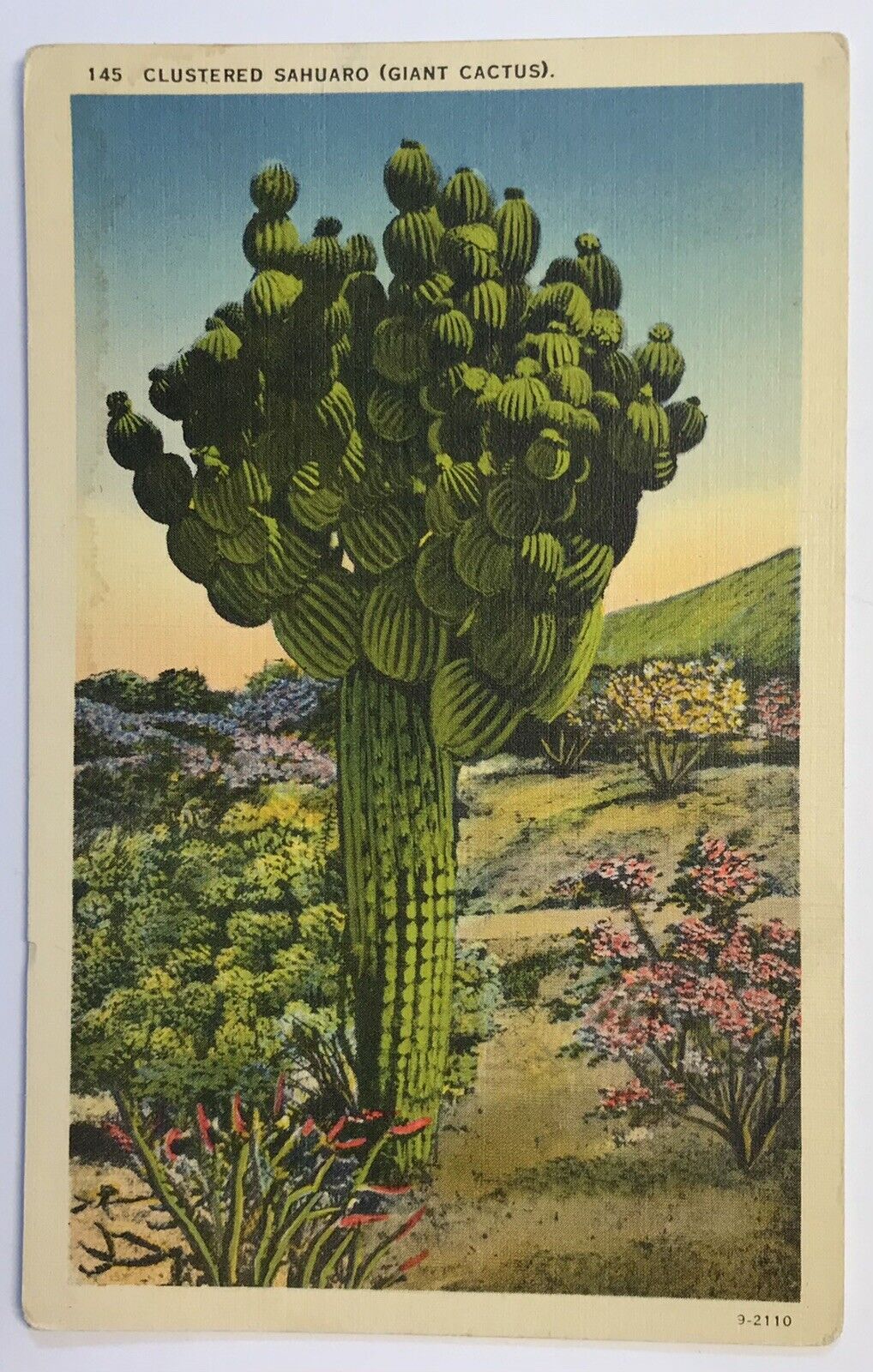 Giant Cactus Clustered Sahuaro Cacti Postcard Linen Desert Scene Vintage Flowers