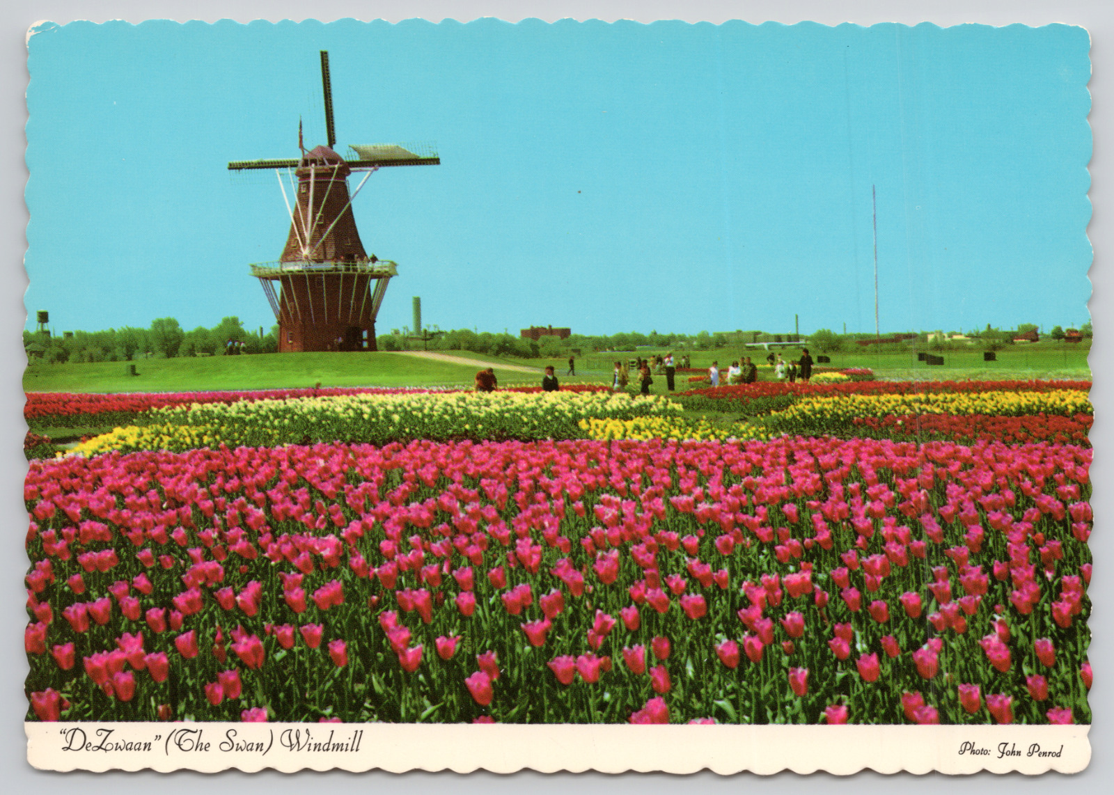 Holland Michigan Tulip Time Festival Windmill Continental Chrome Vtg Postcard