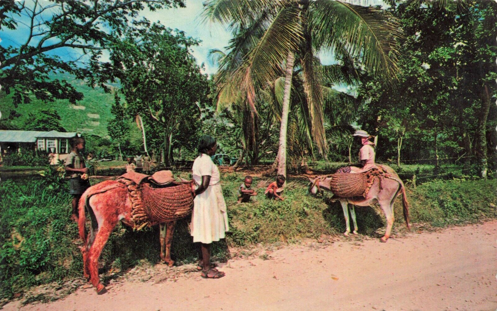 Postcard On The Way To The Market Jamaica Dirt Road Donkey Mule,  1960\'s Chrome