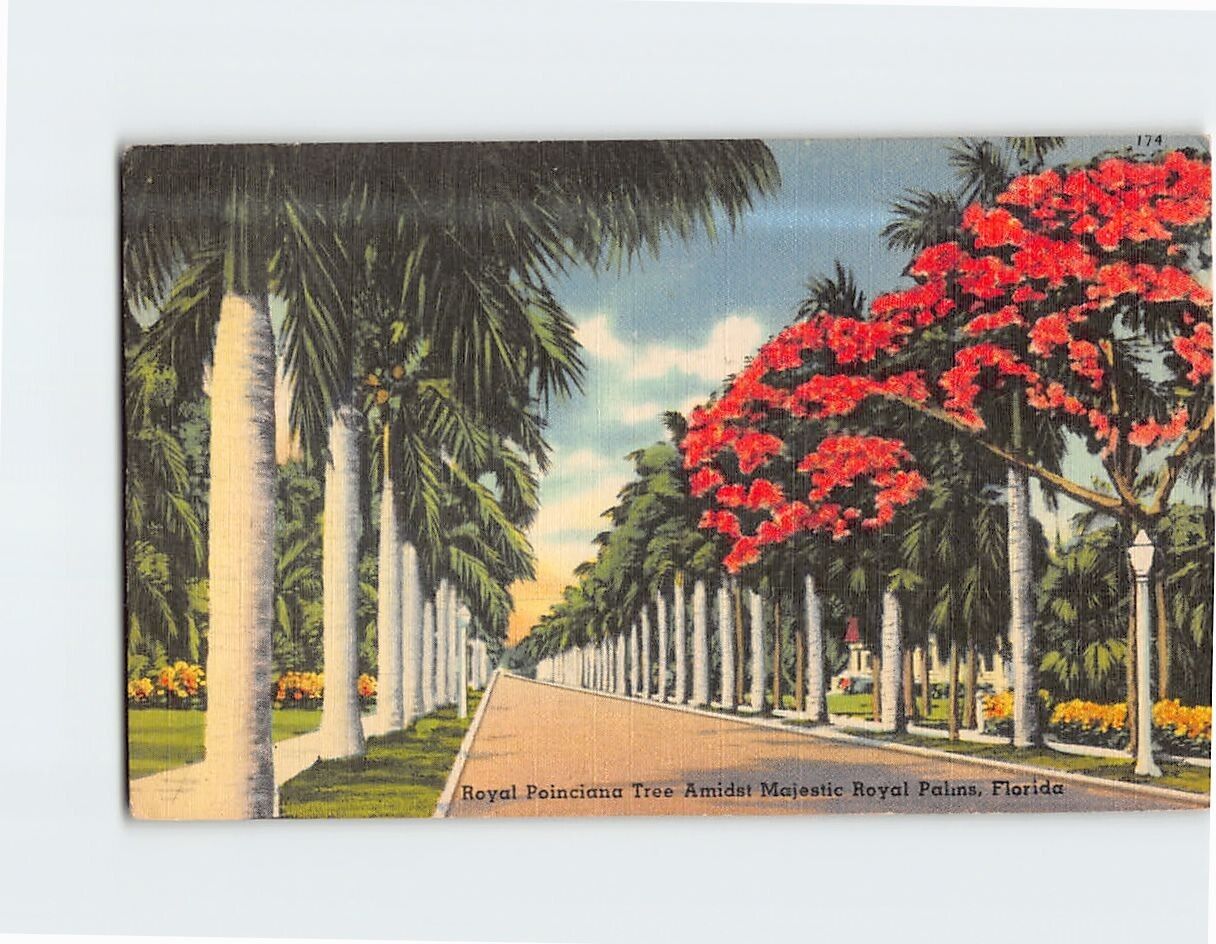 Postcard Royal Poinciana Tree Amidst Majestic Royal Palms Florida USA