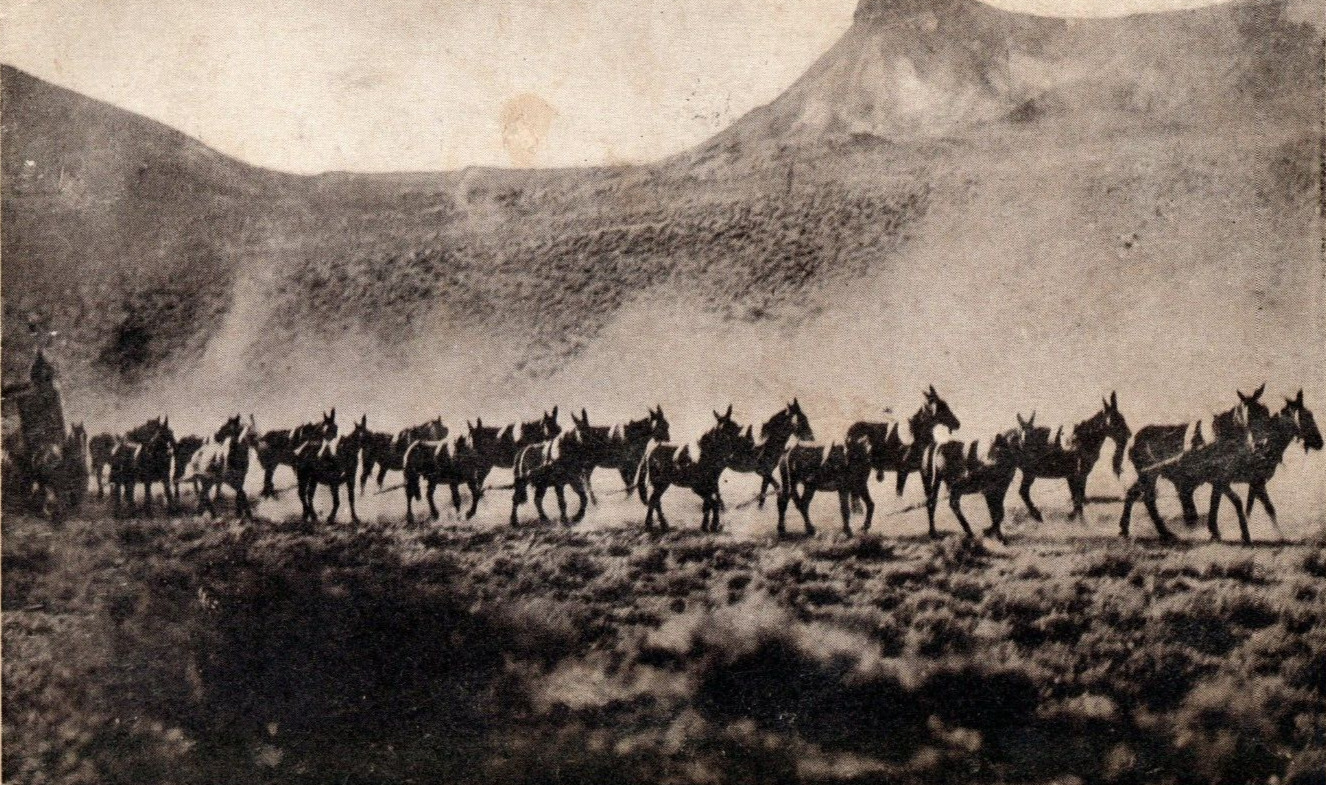 1907 24 Mule Team Hauling Ore Goldfield Rhyolite Nevada Vintage Postcard F140
