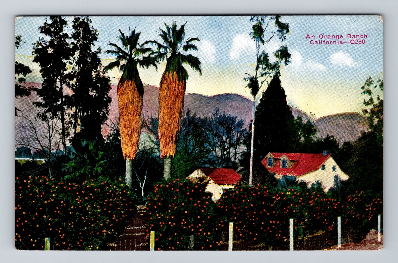 CA-California, An Orange Ranch, Antique, Vintage Postcard