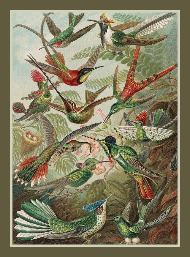 Beautiful Hummingbird fridge magnet, Vintage Bird art magnet