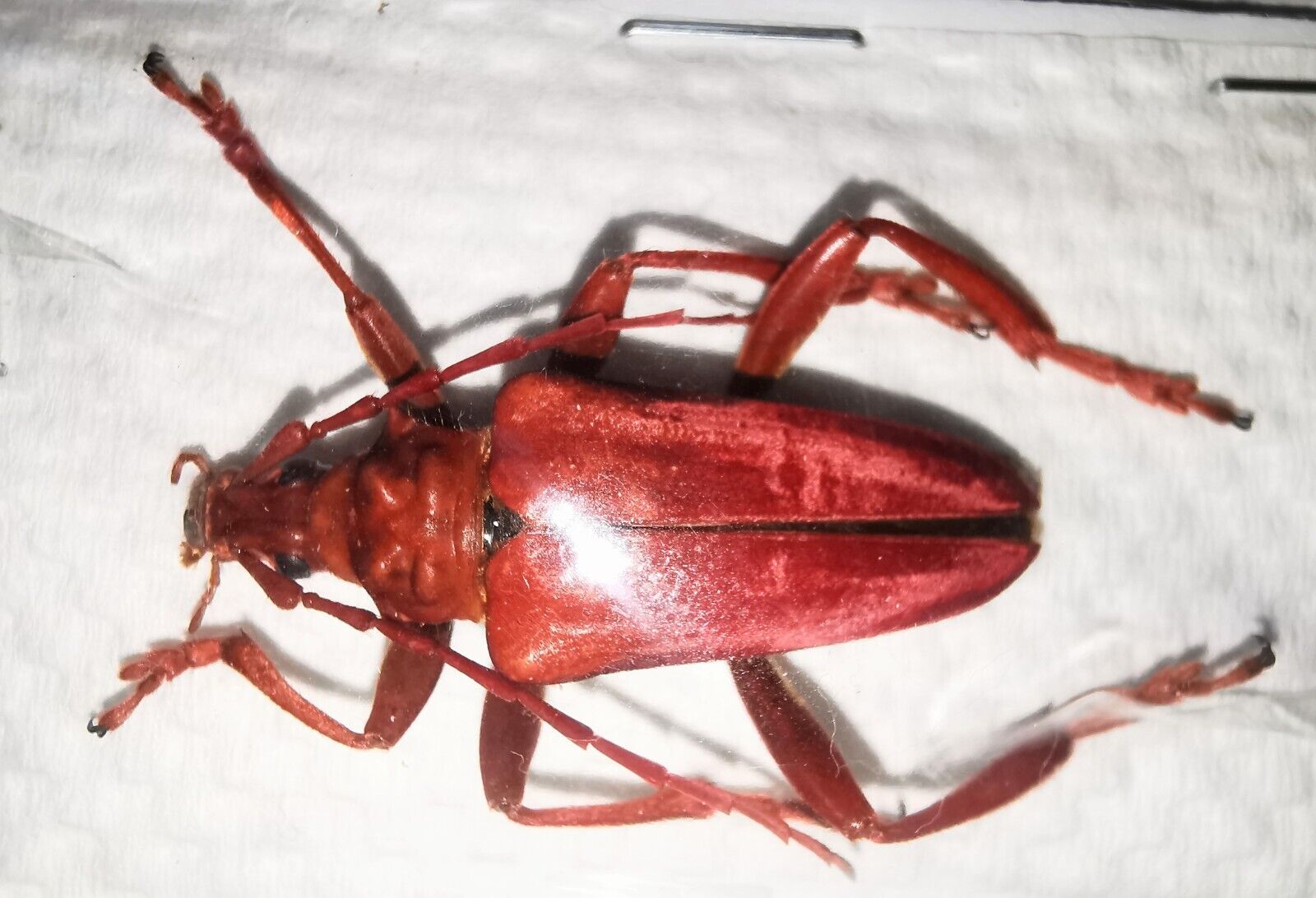 Cerambycidae Mastododera coccinea 30-32mm A1 MALE from MADAGASCAR - 1063D