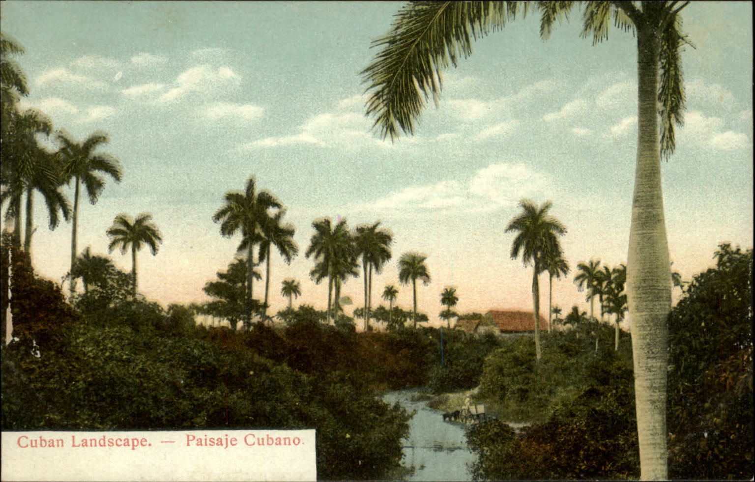 Cuba ~ Cuban landscape ~ palm trees stream ~ postcard UDB c1905 ~ sku801