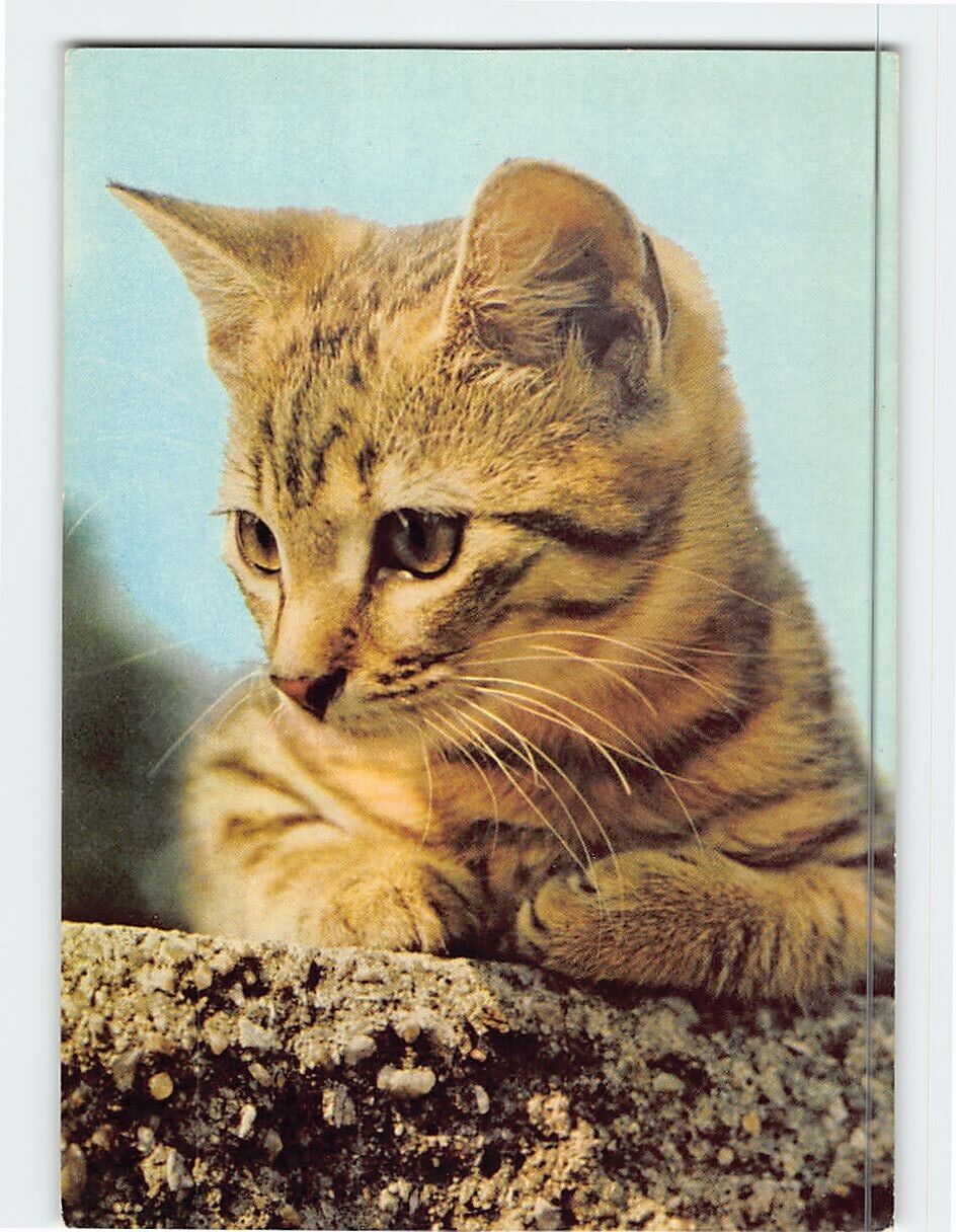 Postcard Close Up Photo of a Beautiful Cat