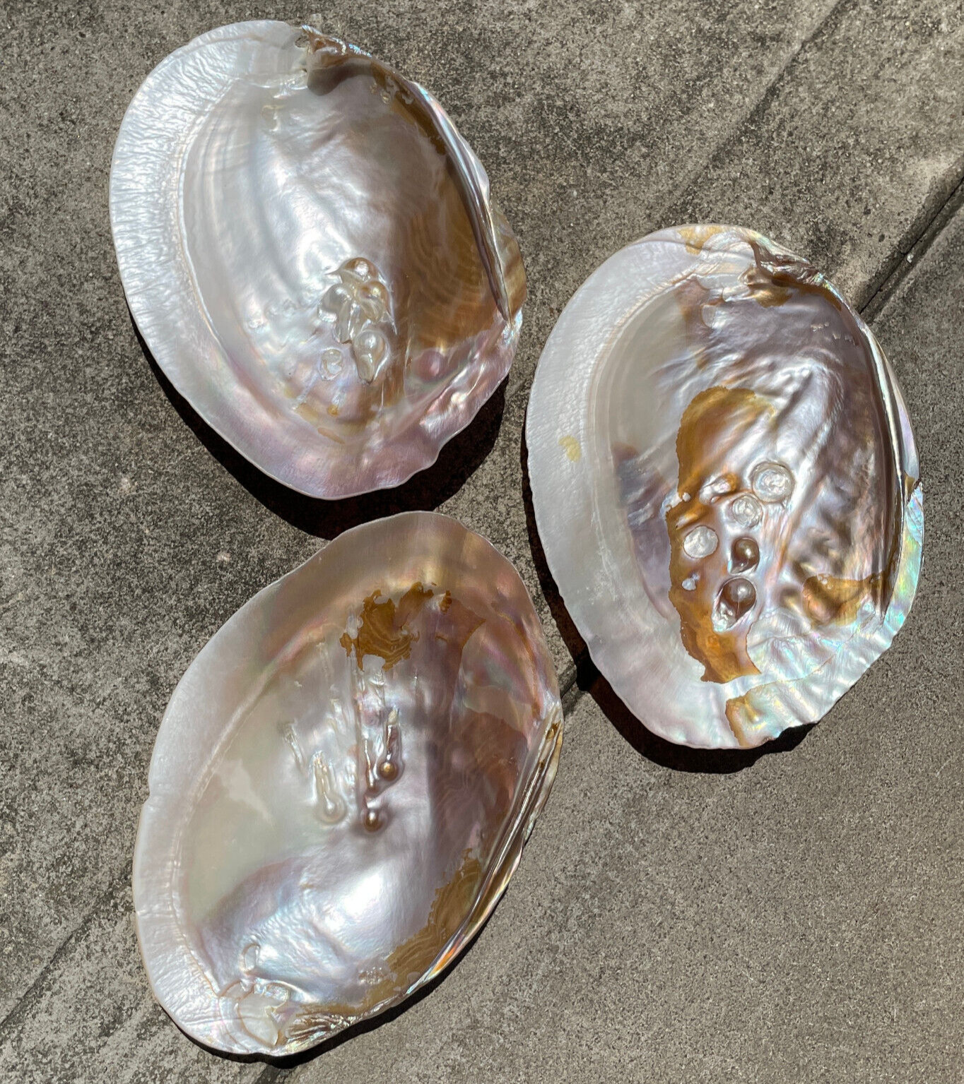 USA SALE SEE VIDEO 298g LOT 3 LARGE IRIDESCENT ABALONE BLISTER SHELLS