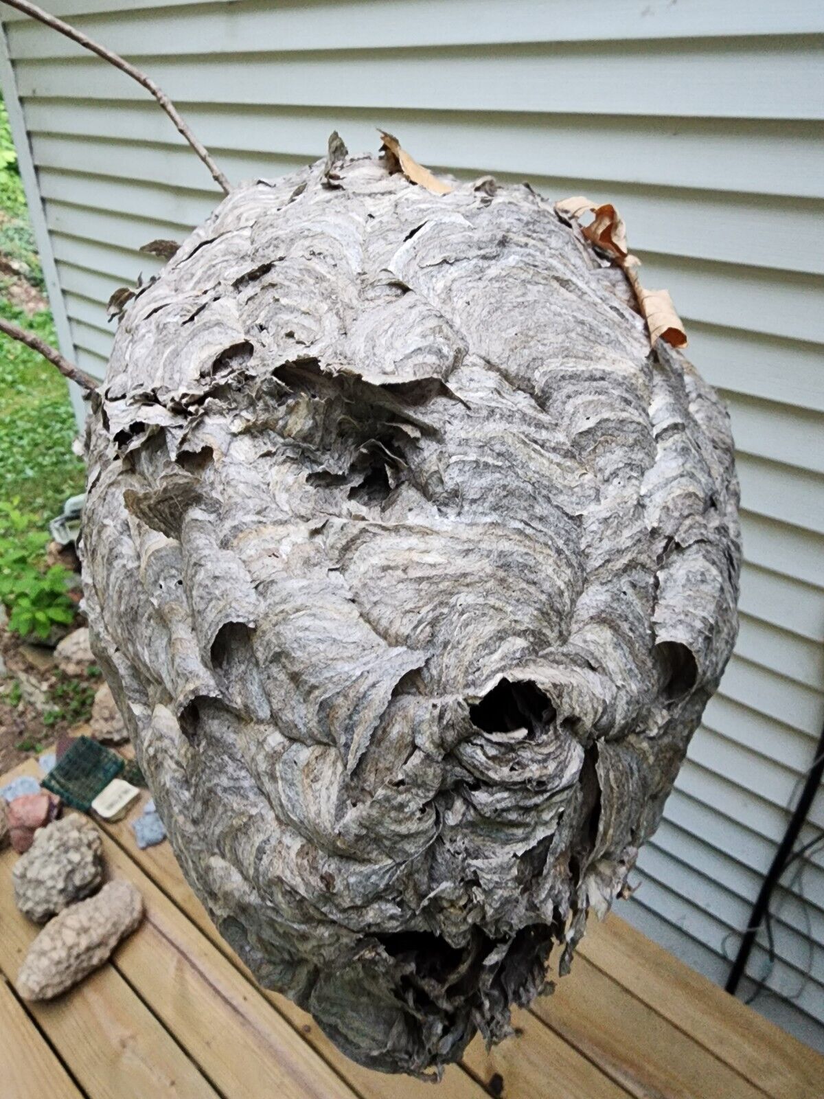 Bald faced Hornet Nest Great Quality 2023 Hymenoptera Vespa Insect