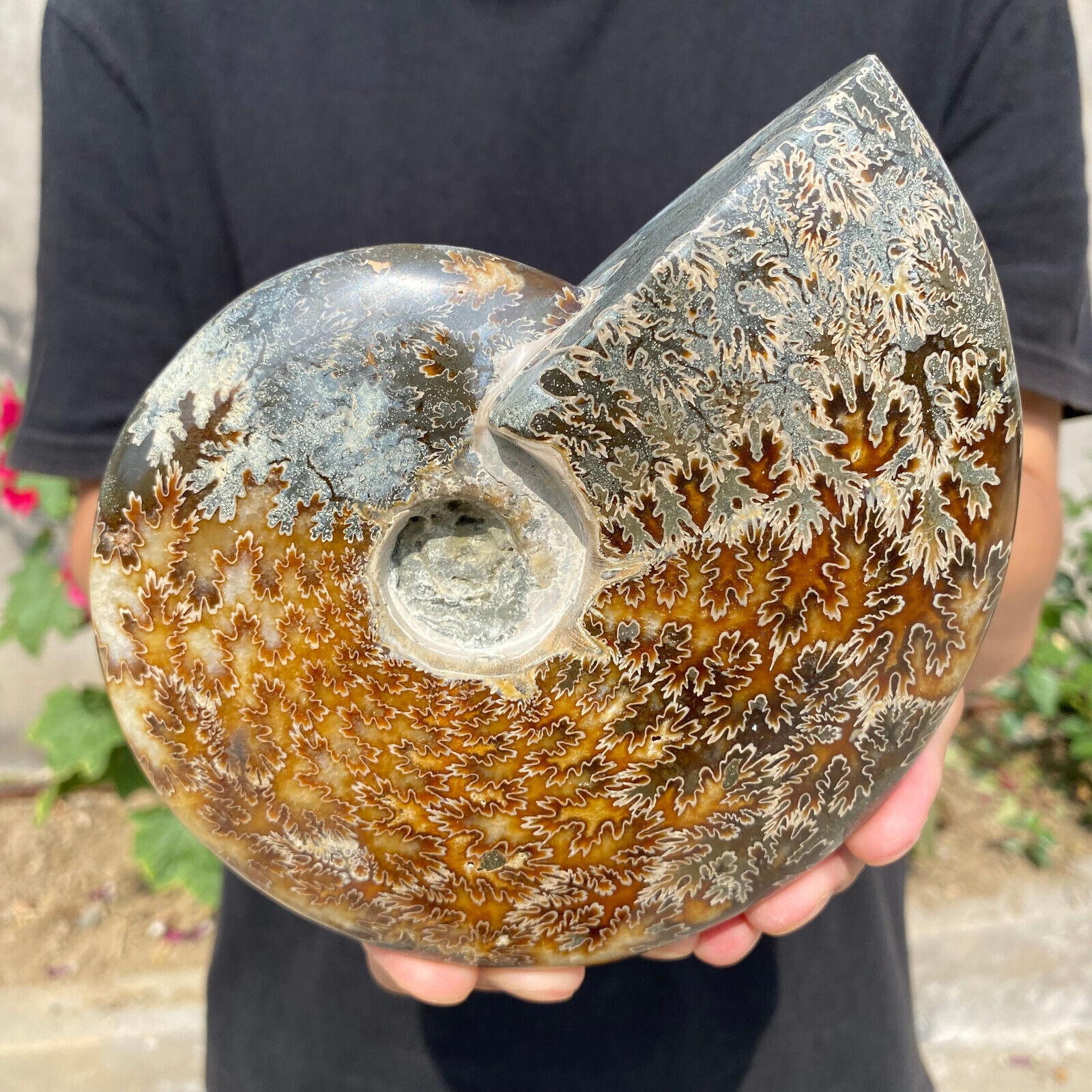 2.3lb Large Rare Natural Ammonite Fossil Conch Crystal Specimen Healing