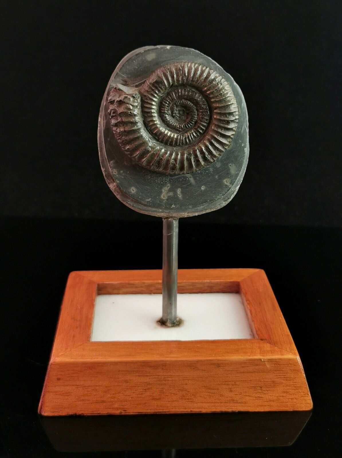 Antique Jurassic ammonite fossil, mounted