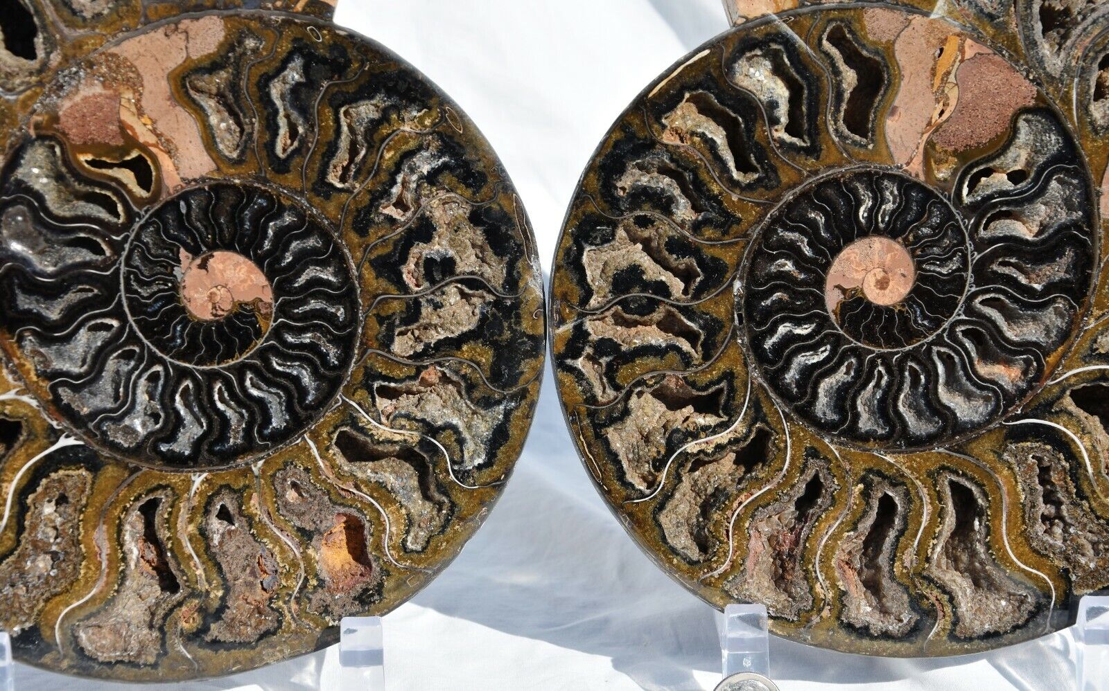 RARE 1-n-100 BLACK Ammonite Pair Deep Crystals 228mm XXXLarge 9.0\
