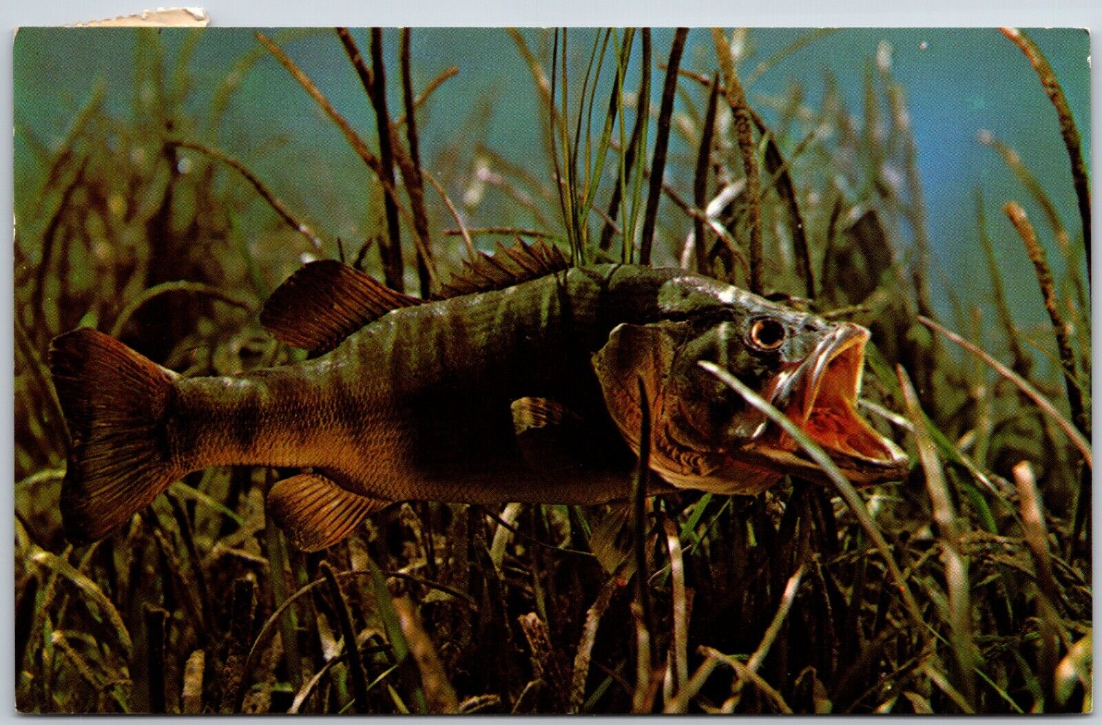 Fresh Water Black Bass at Florida\'s Silver Springs - Postcard