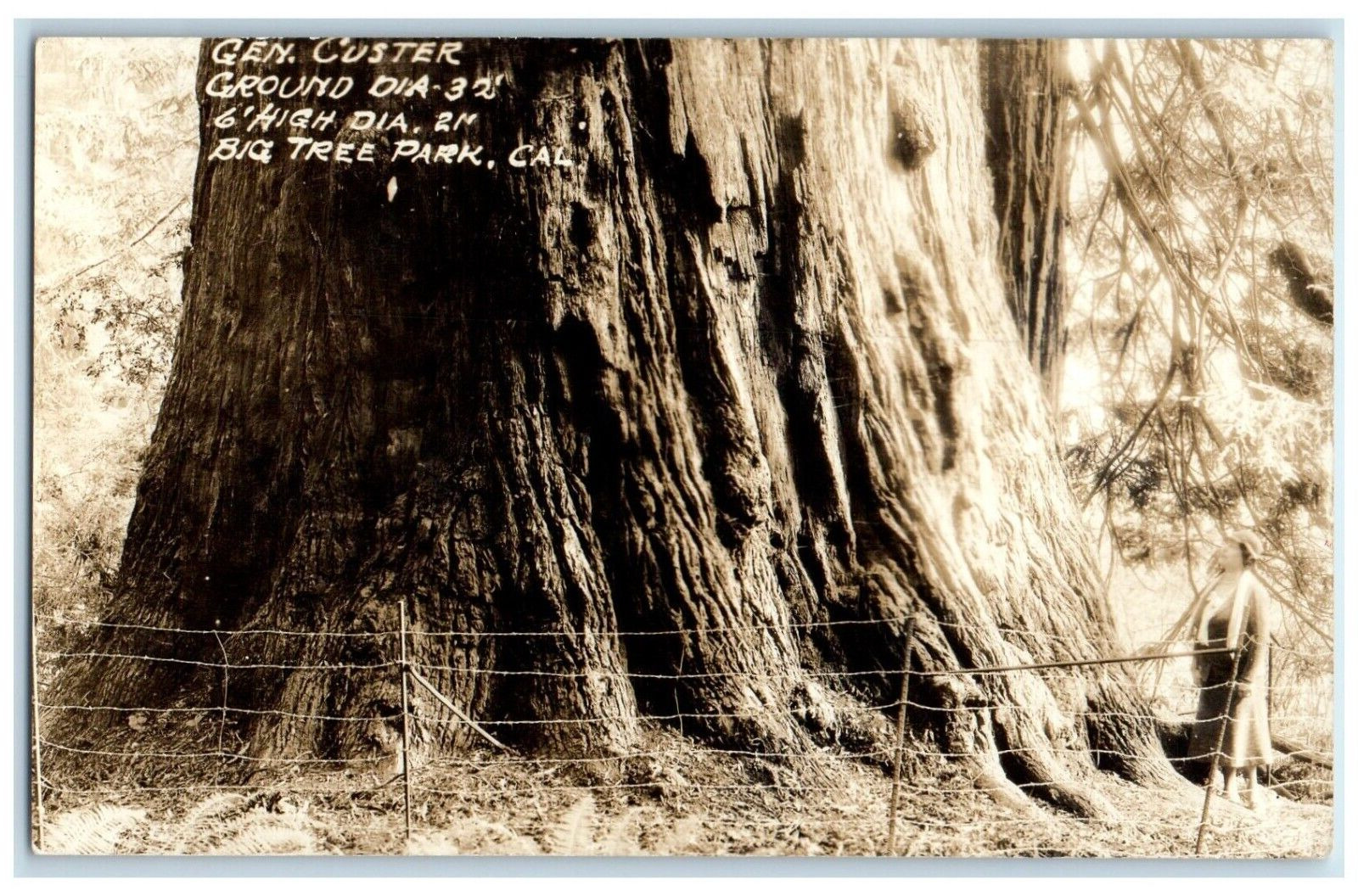 c1930's Gen. Custer Ground Big Tree Park California CA RPPC Photo Postcard