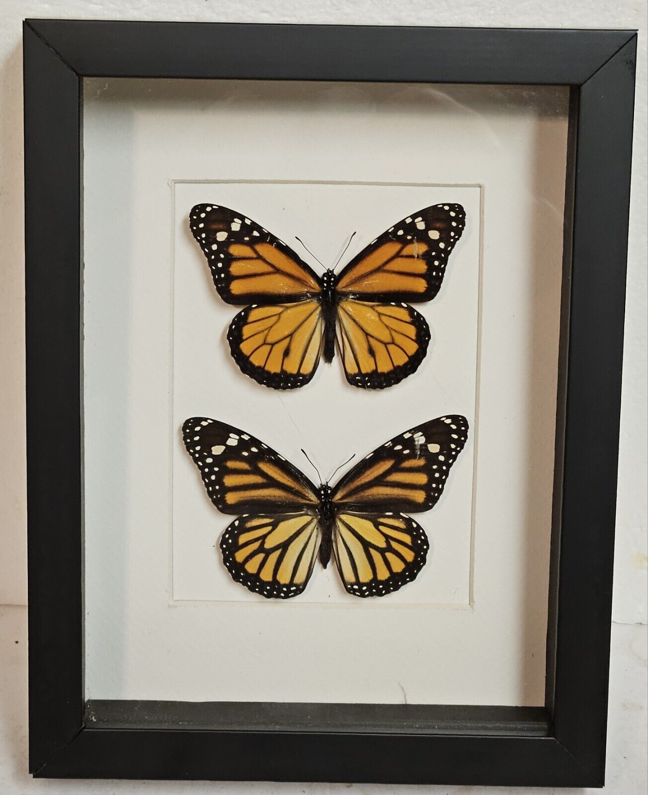 Real framed Monarch butterflies(M&F) from Costa rica