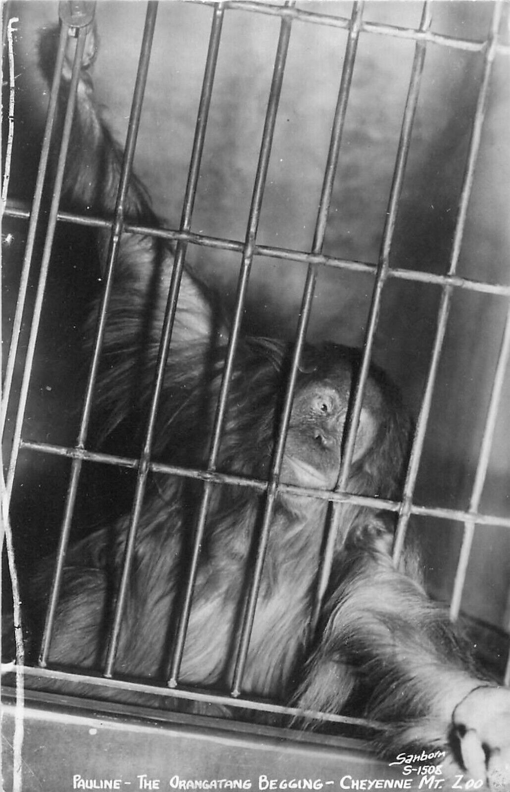 1953 Orangutang at Cheyenne Mt Zoo, Colorado (Sanborn) Real Photo Postcard/RPPC