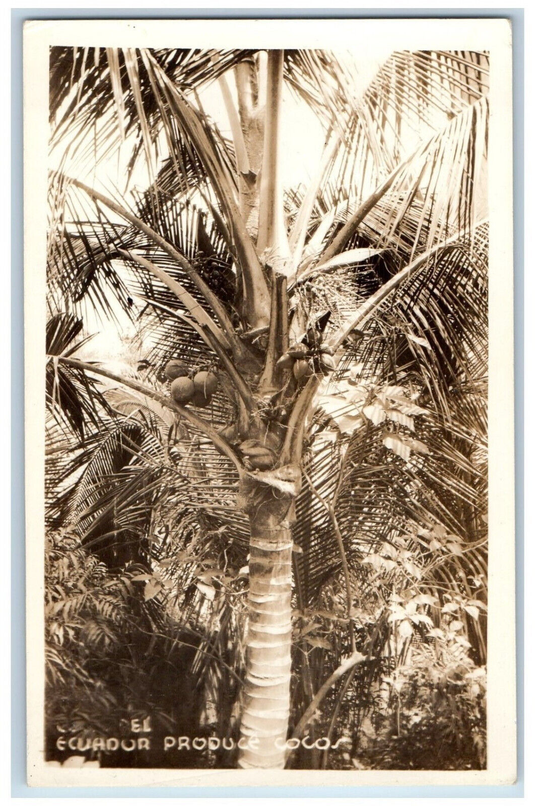 Ecuador Postcard View of Tree Producing Cocos c1920\'s Antique RPPC Photo