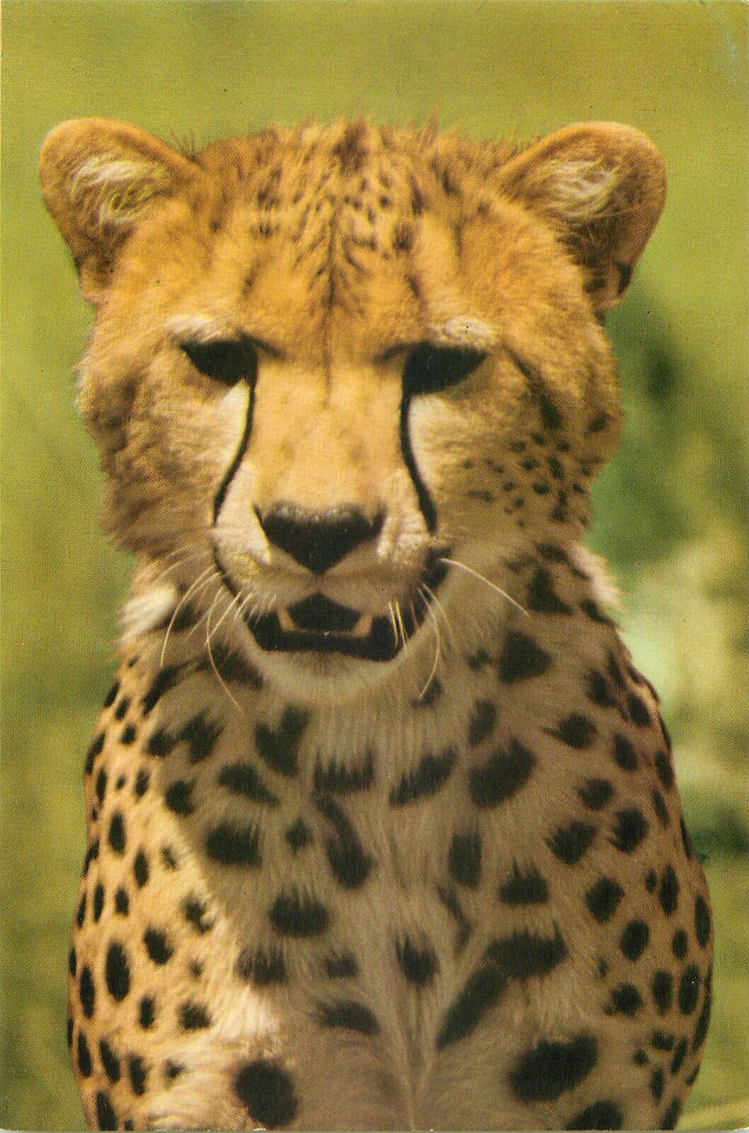 Vintage African Wild Life - Cheetah - Unposted NOS Postcard