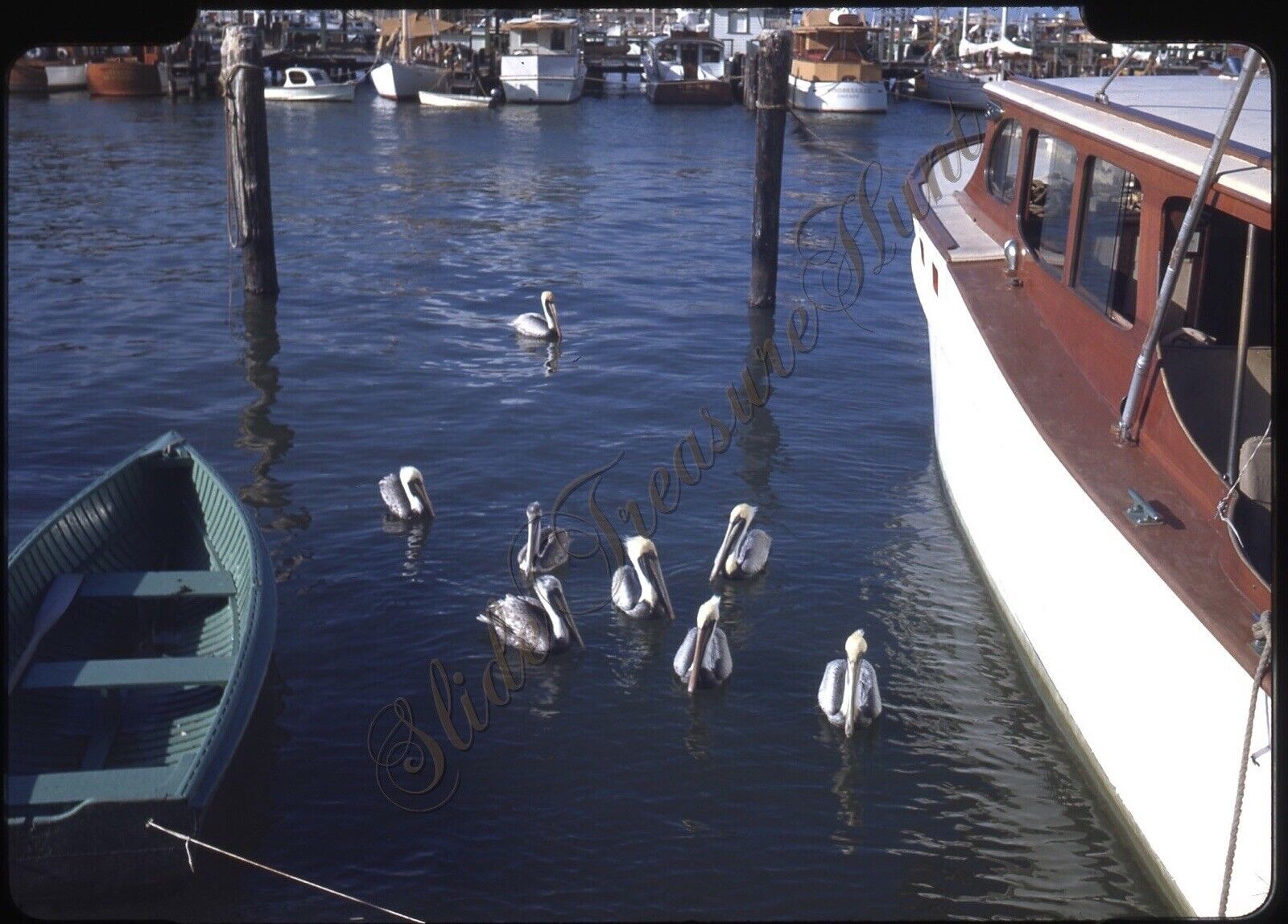Miami Florida Pelicans Boat Dock 1940s Slide 35mm Red Border Kodachrome