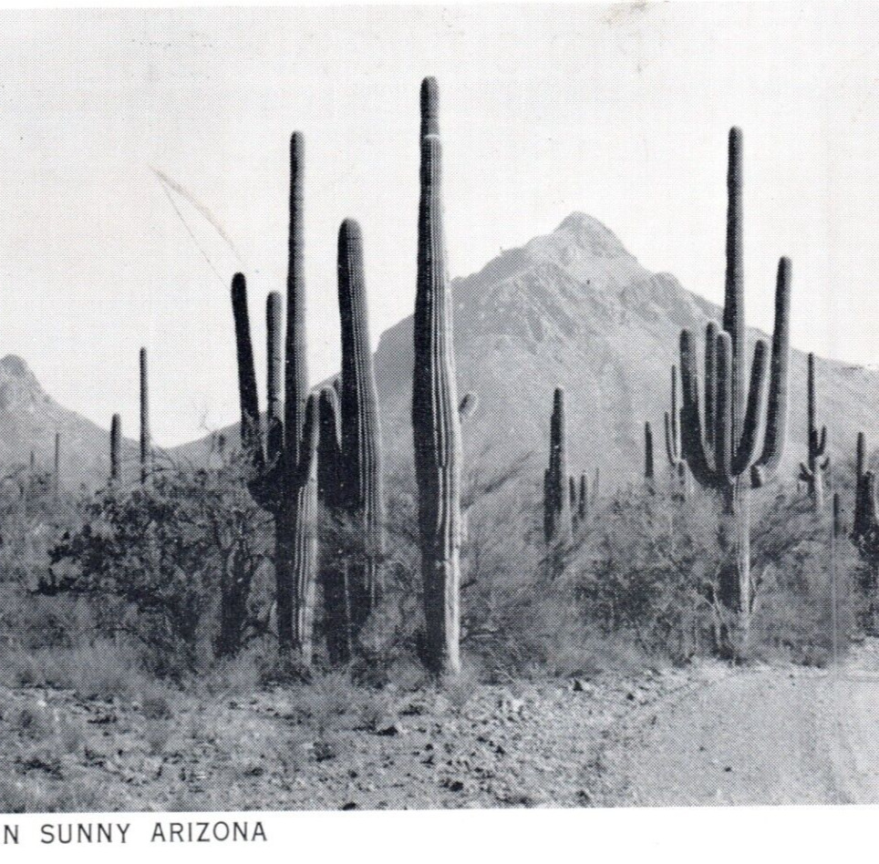 Vintage Postcard Southern AZ Cactus Desert Scene Arizona Mountain B & W -J2-54