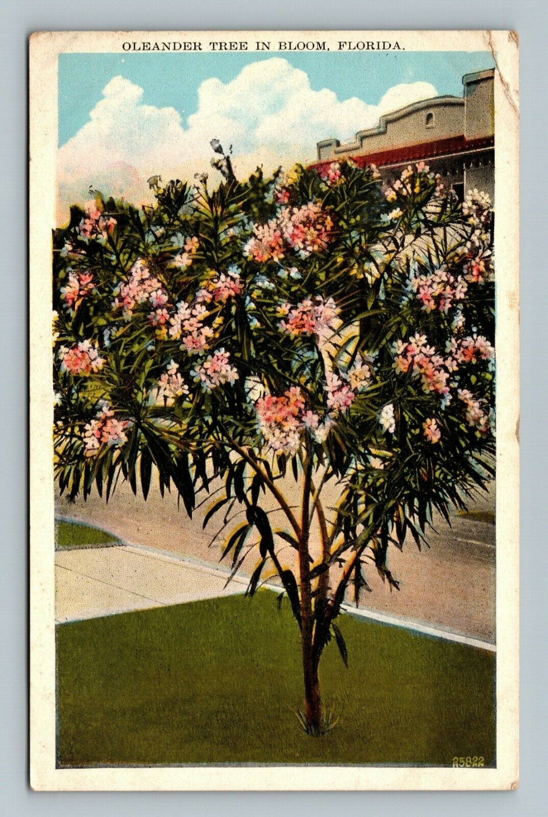 Florida FL Oleander Tree In Blossom Postcard