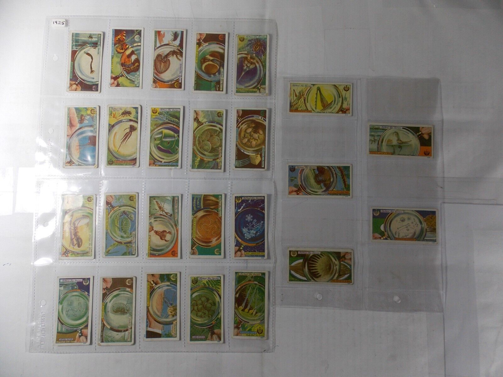 Typhoo Tea Cards Common Objects Highly Magnified 1925 Complete Set 25 in Pages