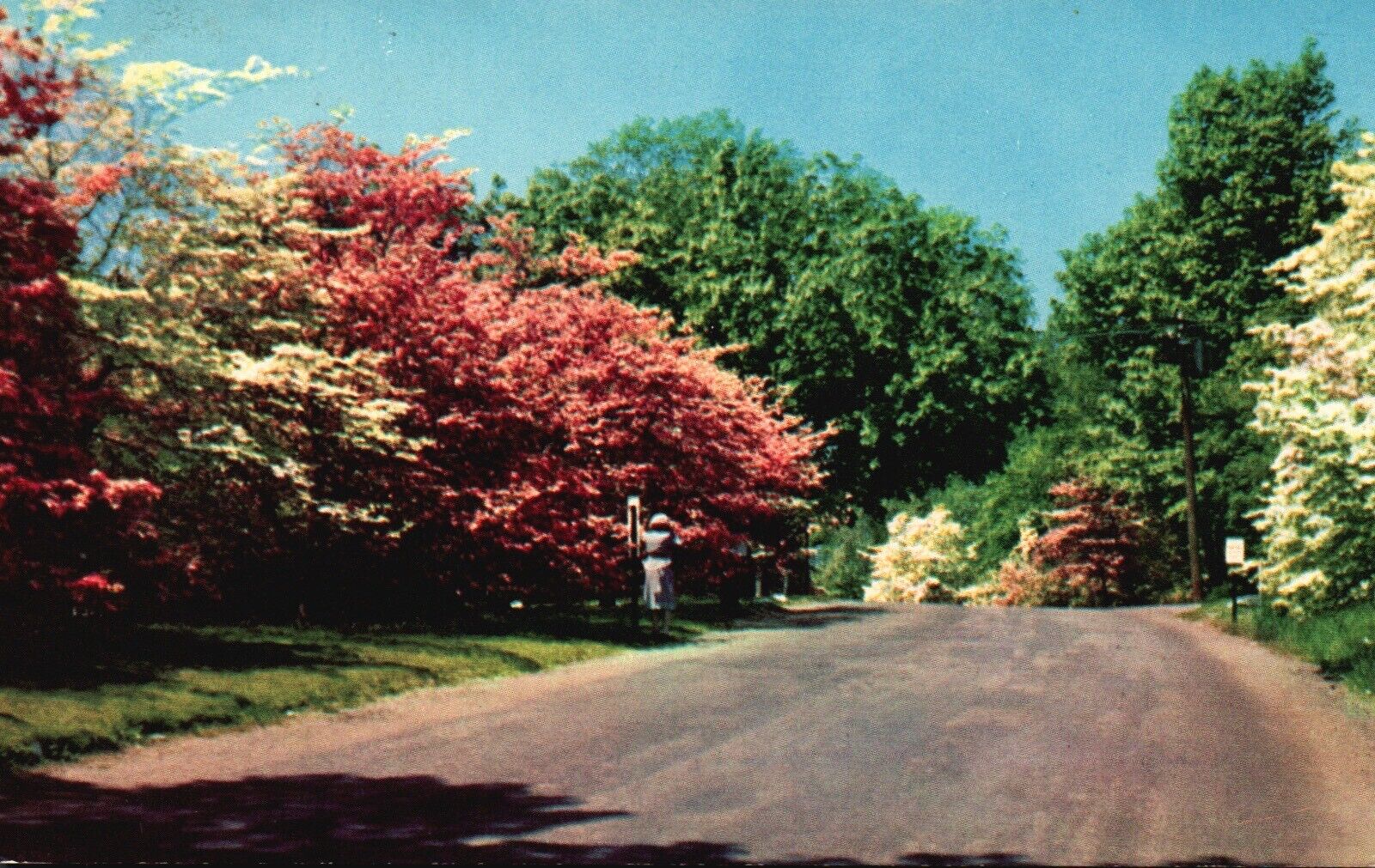 Flowering Dogwood Trees on a Connecticut Road, CT, 1955 Vintage Postcard a9175