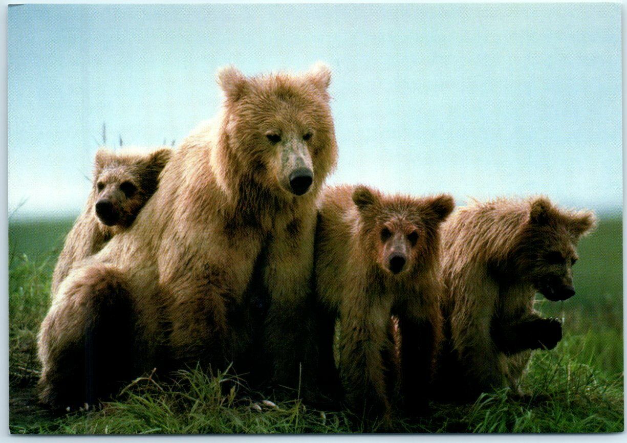 Postcard - Grizzly Bears