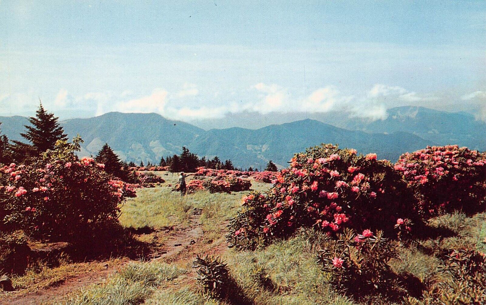 Asheville Roan Mountain NC Rhododendron Botanical Garden Vtg Postcard D18