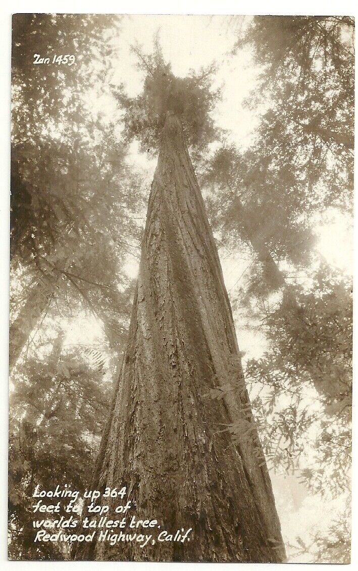 Postcard CA RPPC World\'s Tallest Tree 364 ft  Redwood Highway  1940s