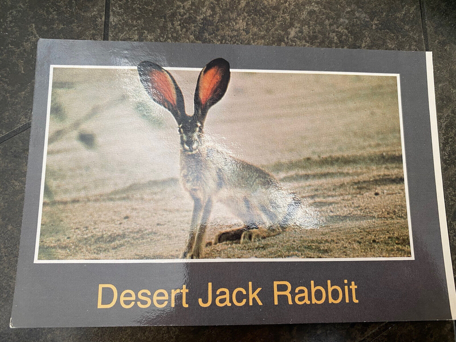Postcard - Desert Jack Rabbit