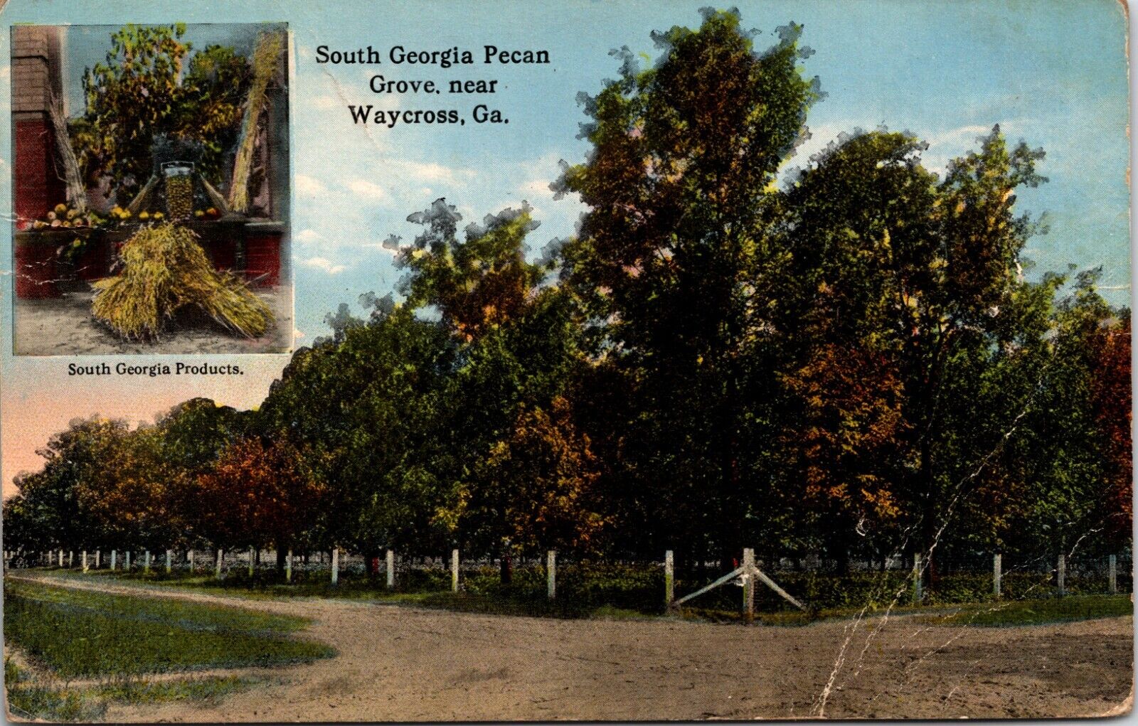 Postcard Waycross Georgia - South Georgia Pecan Grove