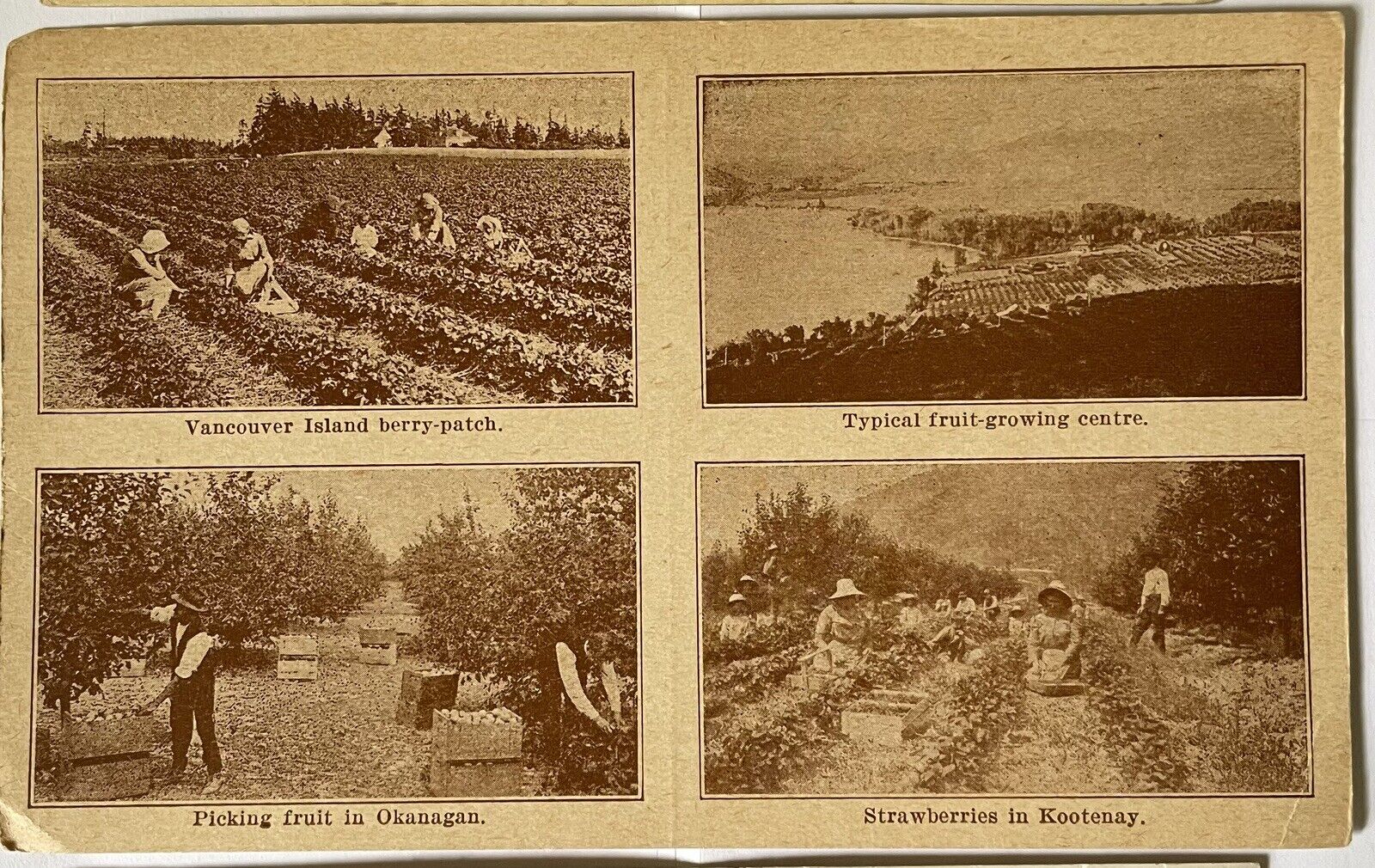 Old British Columbia CA, Fruit, Okanagan, Kootenay, Vancouver, Berry, Postcard