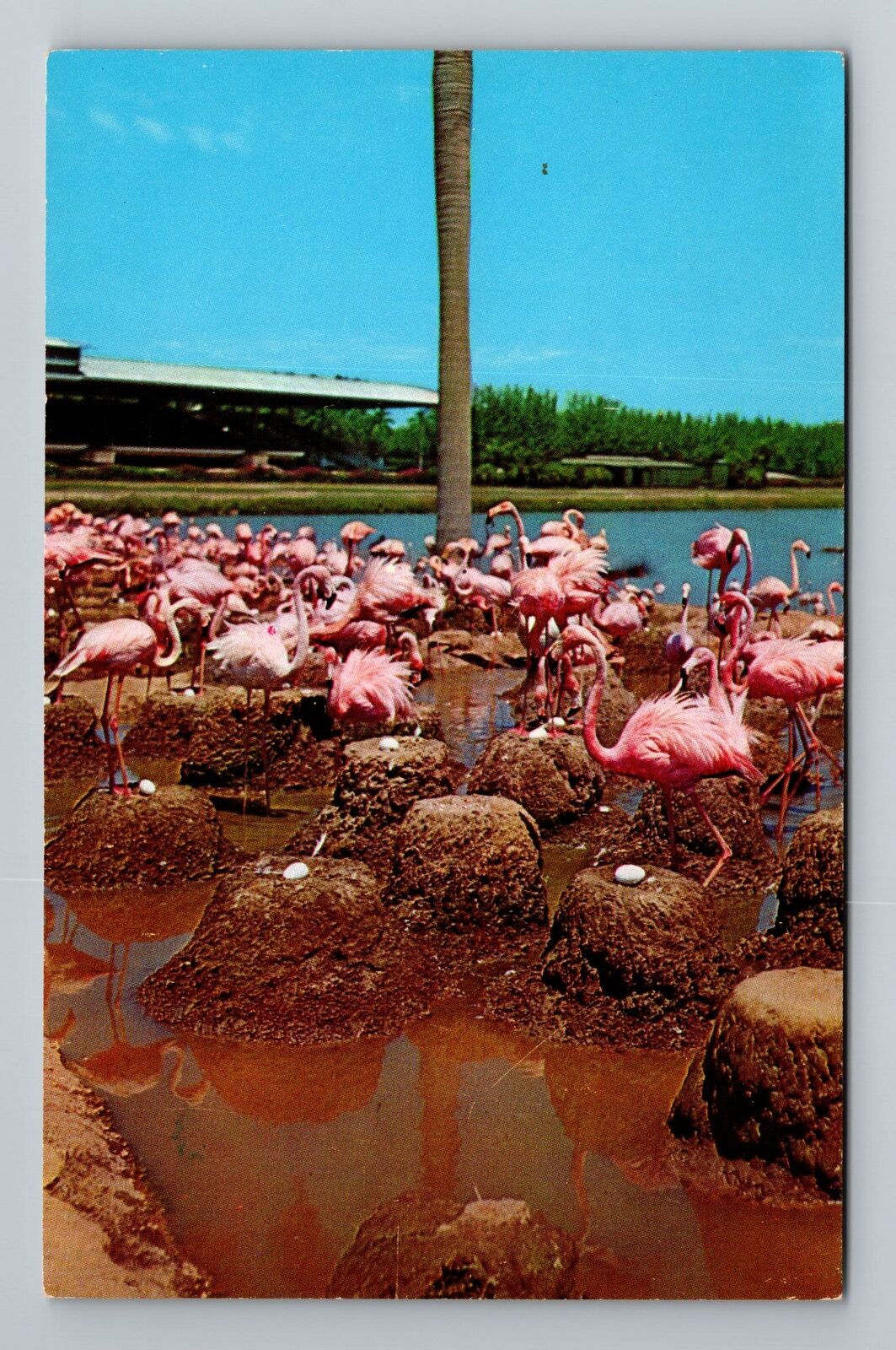 Hialeah FL-Florida, Flamingos And Grandstand, Race Course, Vintage Postcard
