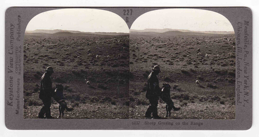 Antique 1920s Sheep Grazing On The Range, Central Idaho USA Stereo Card P139